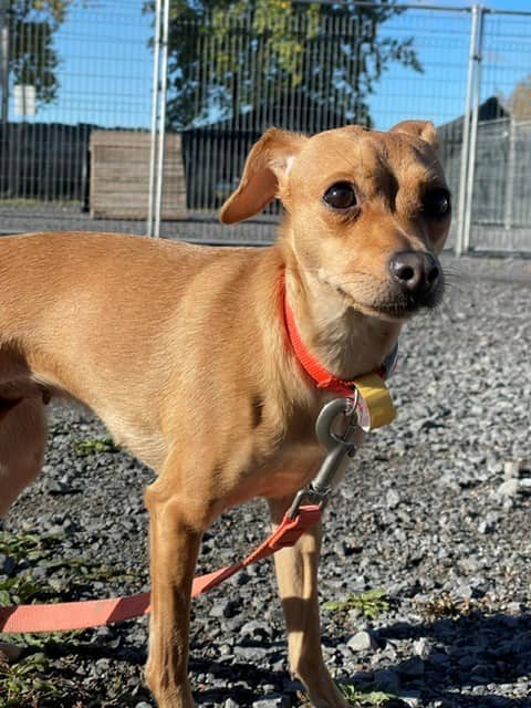 Nelly - Jack russel available for adoption at SPA de Québec in Quebec City