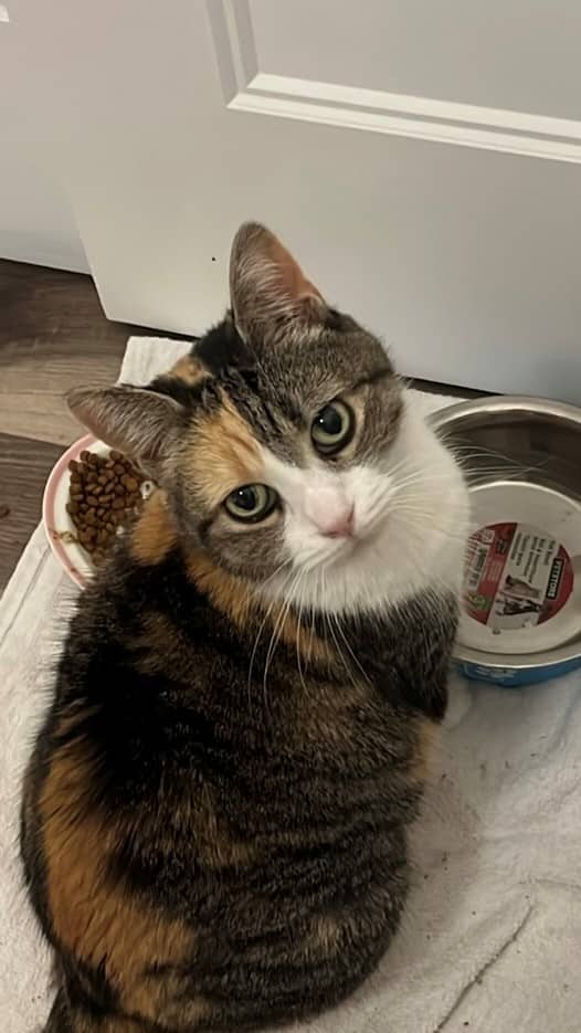 Sassy - Domestic Shorthair available for adoption