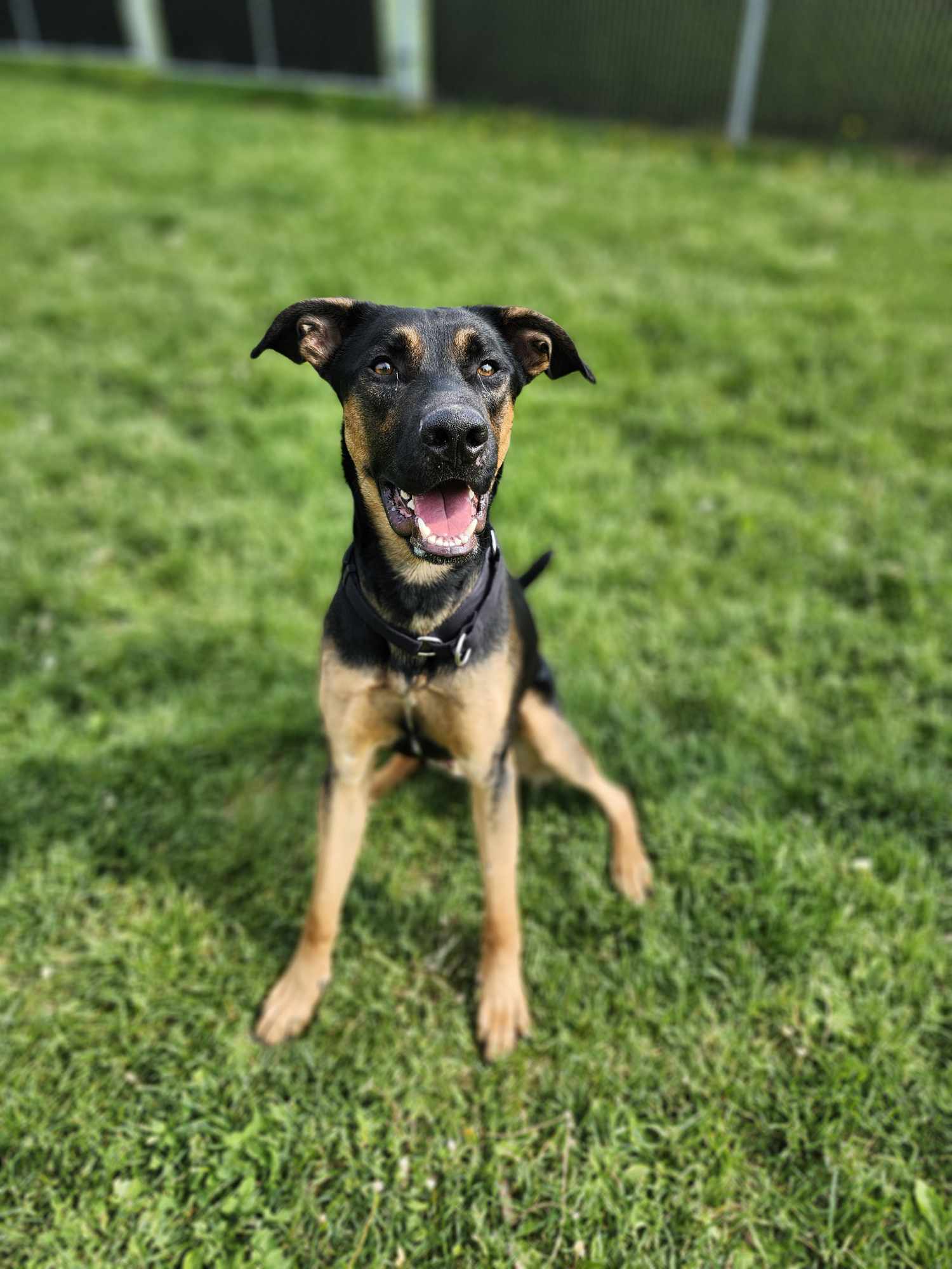 Blaze - Mixed Breed available for adoption