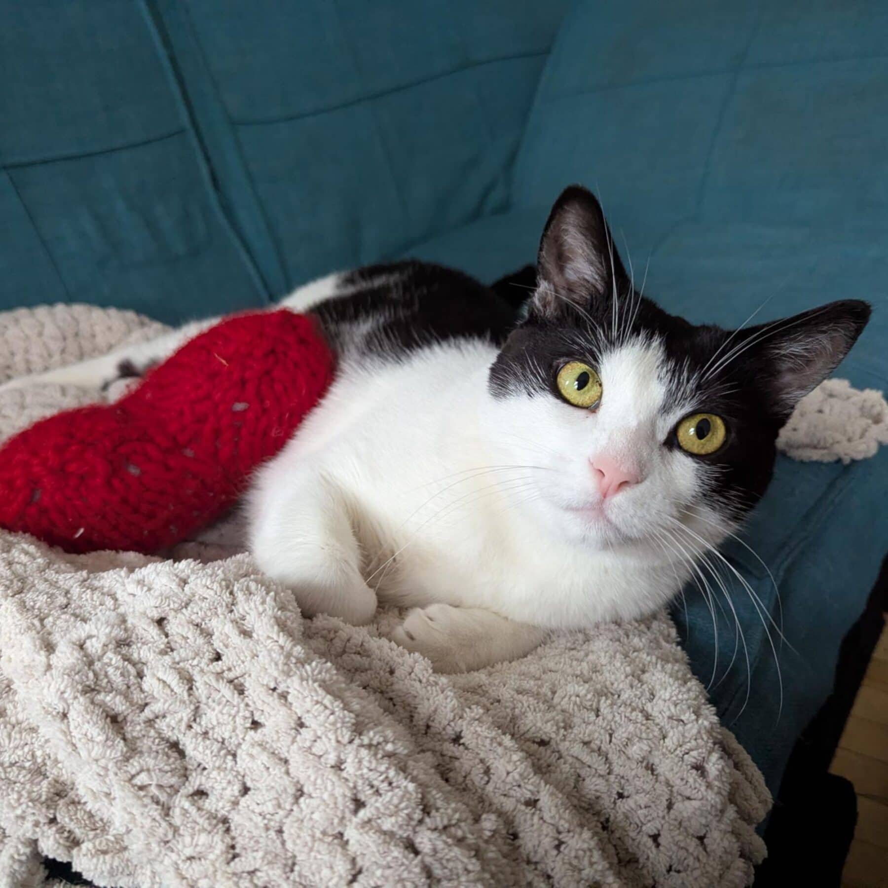 Jelly - Domestic available for adoption
