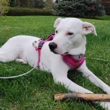 Neige - Mixed Breed available for adoption
