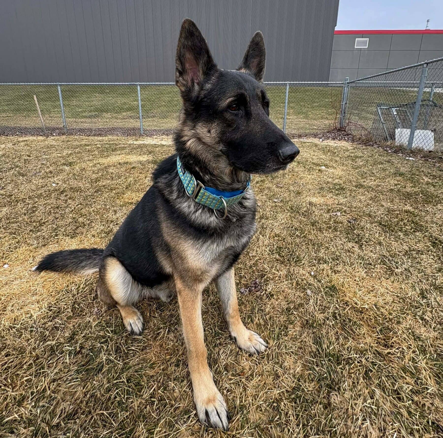 Jack - German Shepherd available for adoption