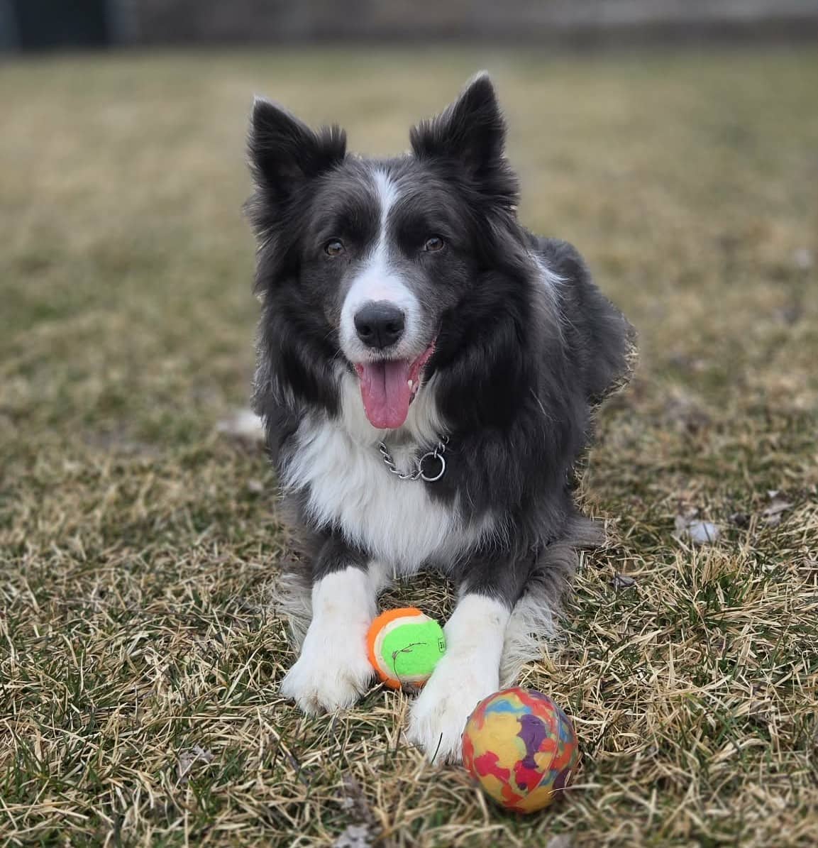 Blü - Mixed Breed available for adoption