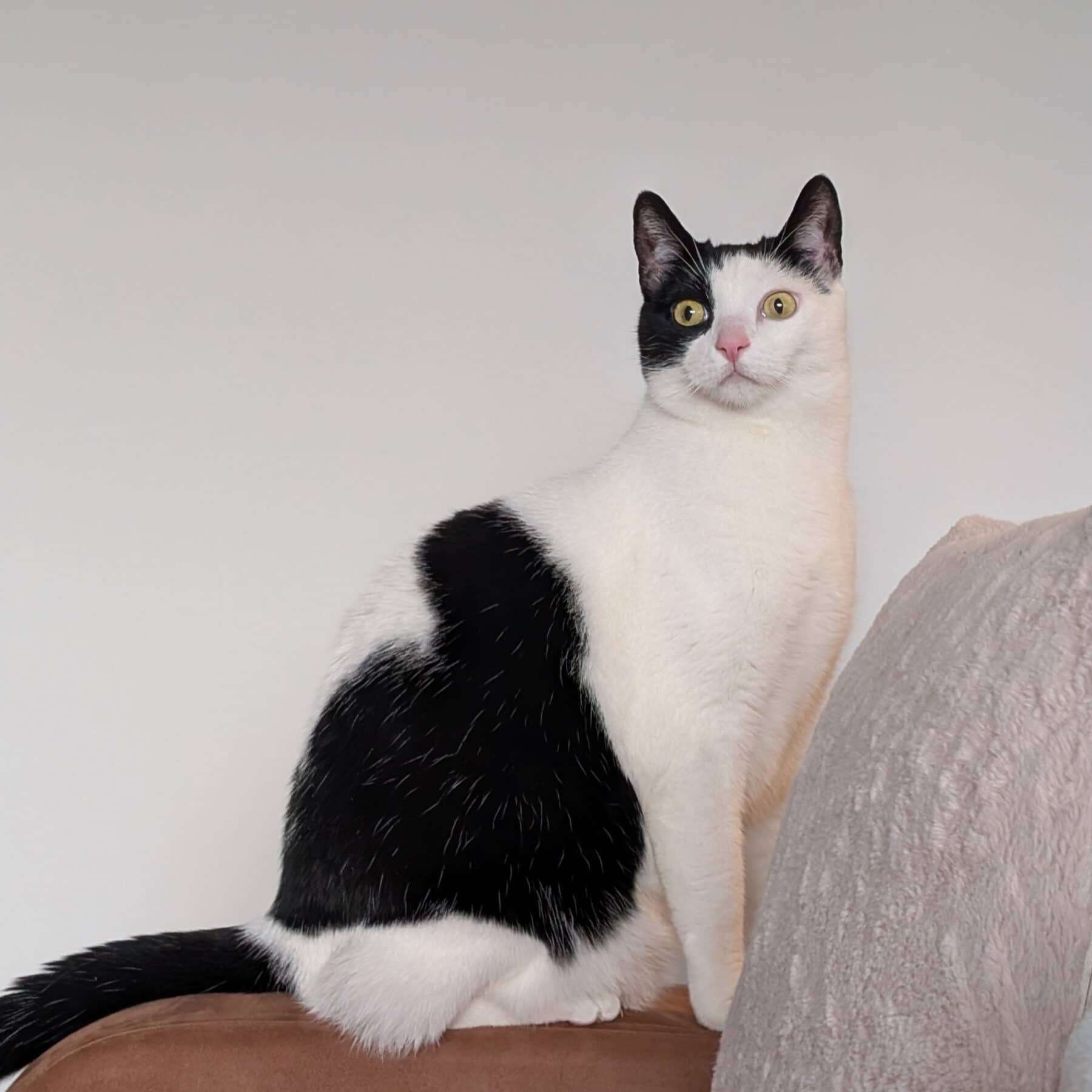 Dobby - Domestic available for adoption