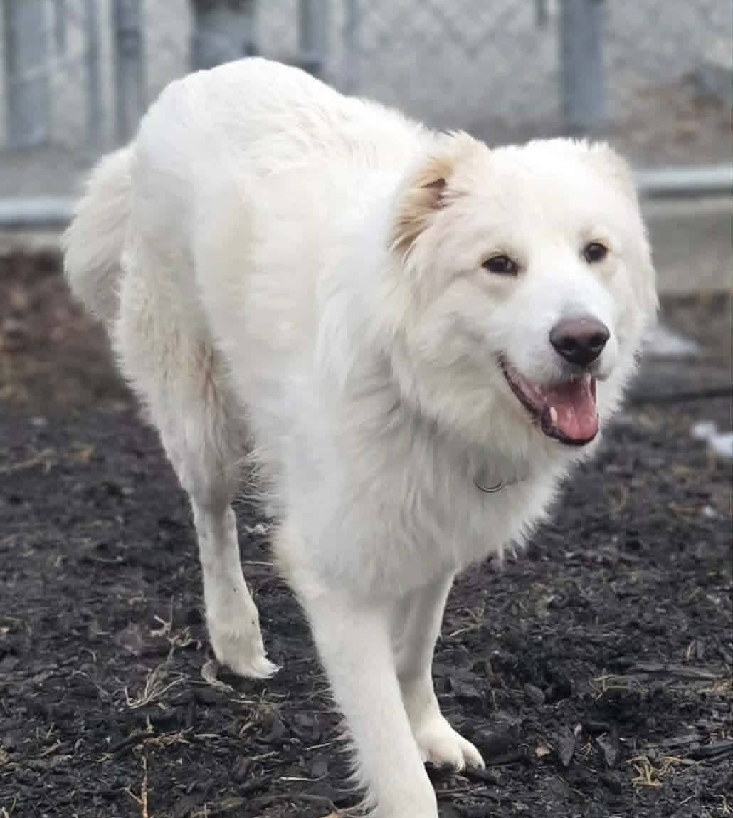Léopold - Mixed Breed available for adoption