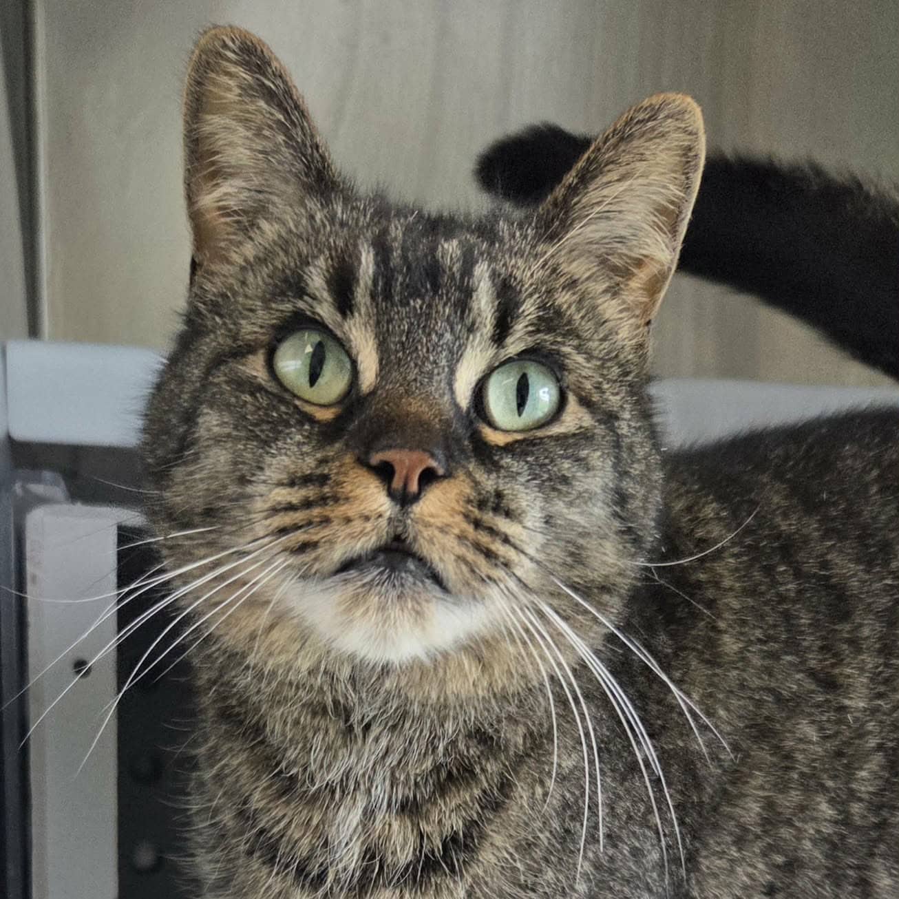 Olie - Domestic available for adoption