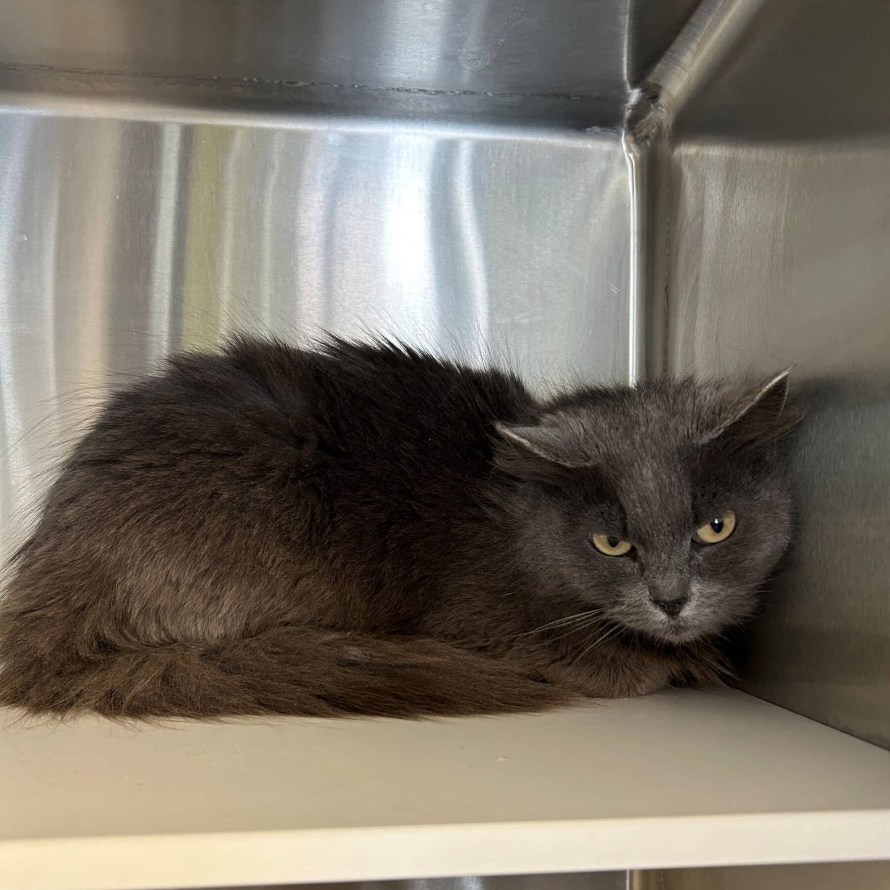 Paulette - Domestic available for adoption
