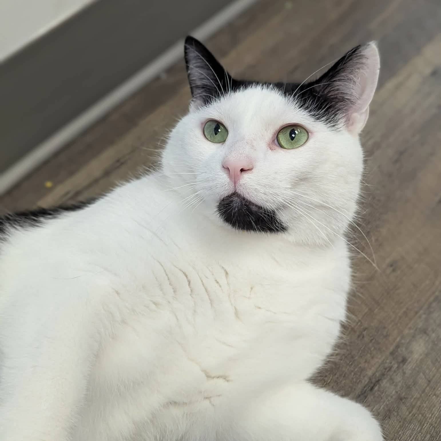 Akira - Domestic available for adoption