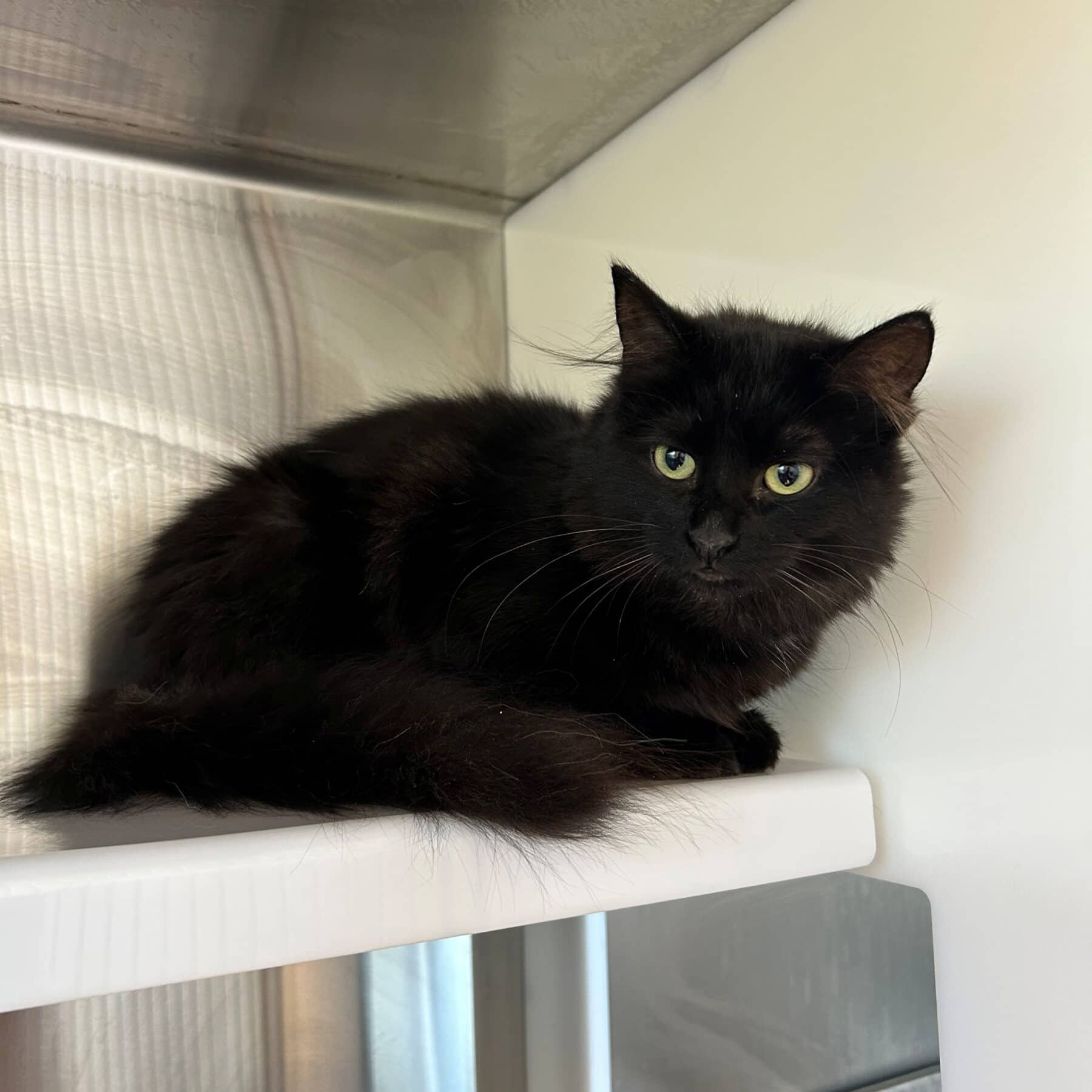 Melvin - Domestic available for adoption