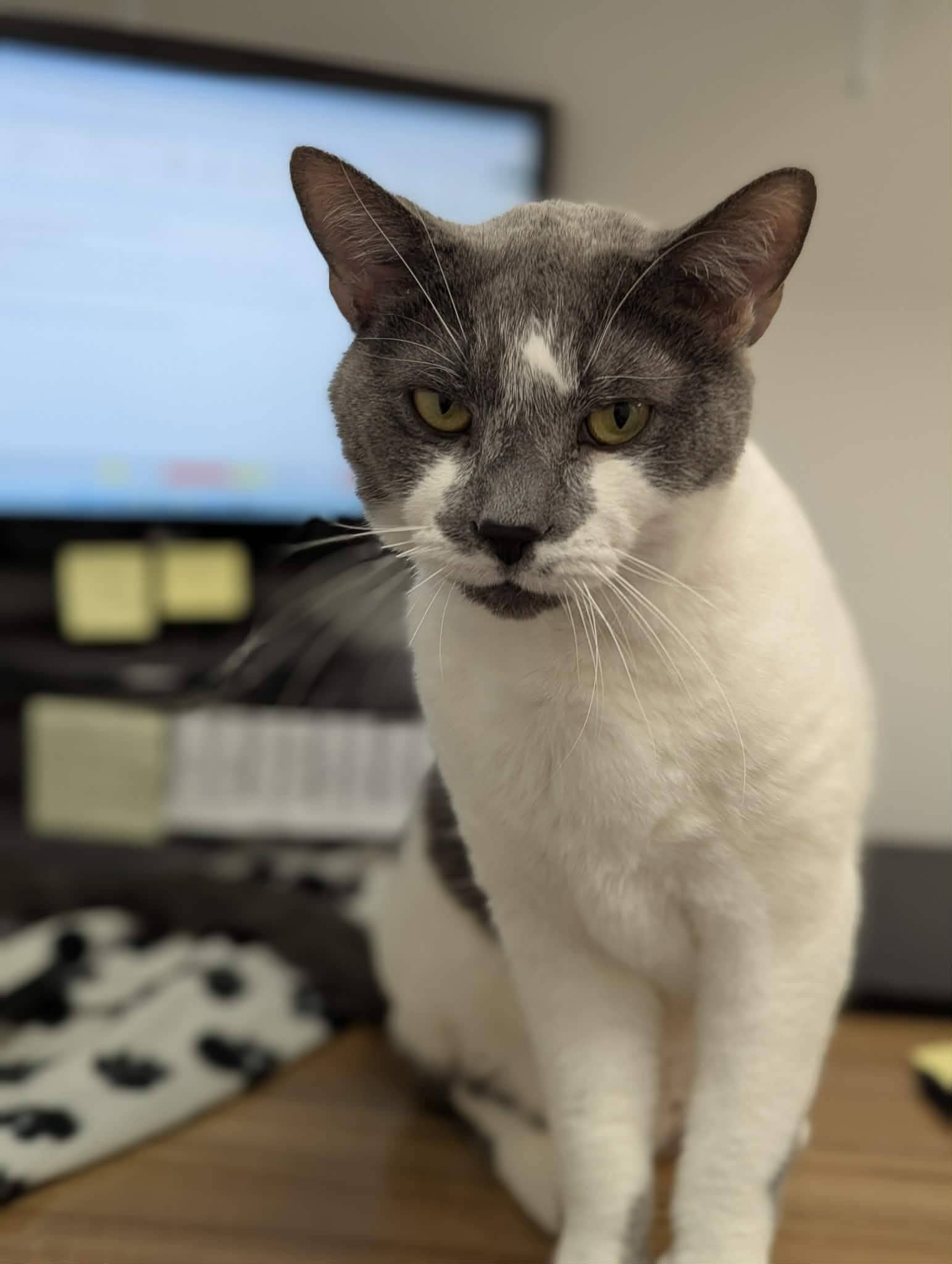 Papou - Domestic available for adoption