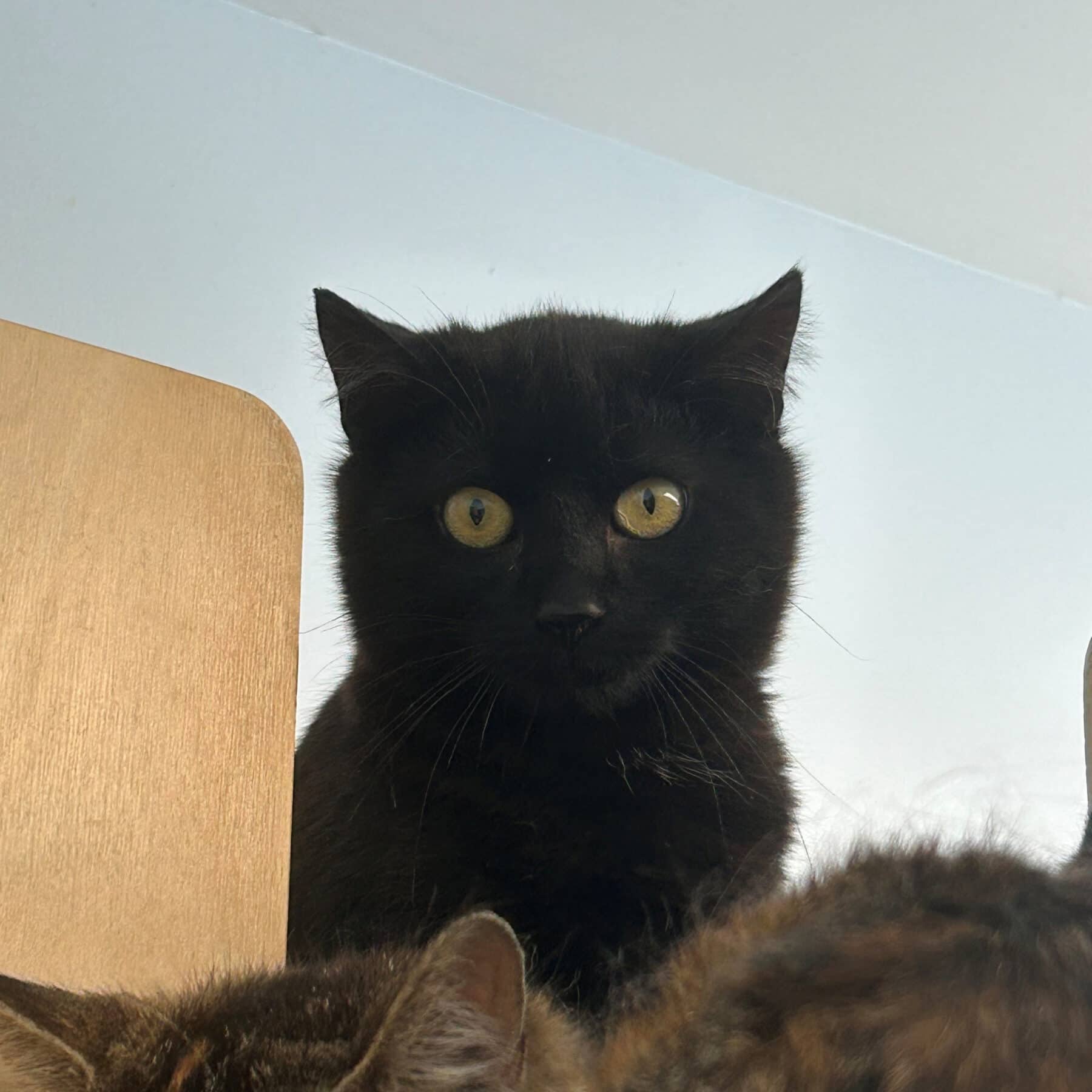 Roquette - Domestic available for adoption