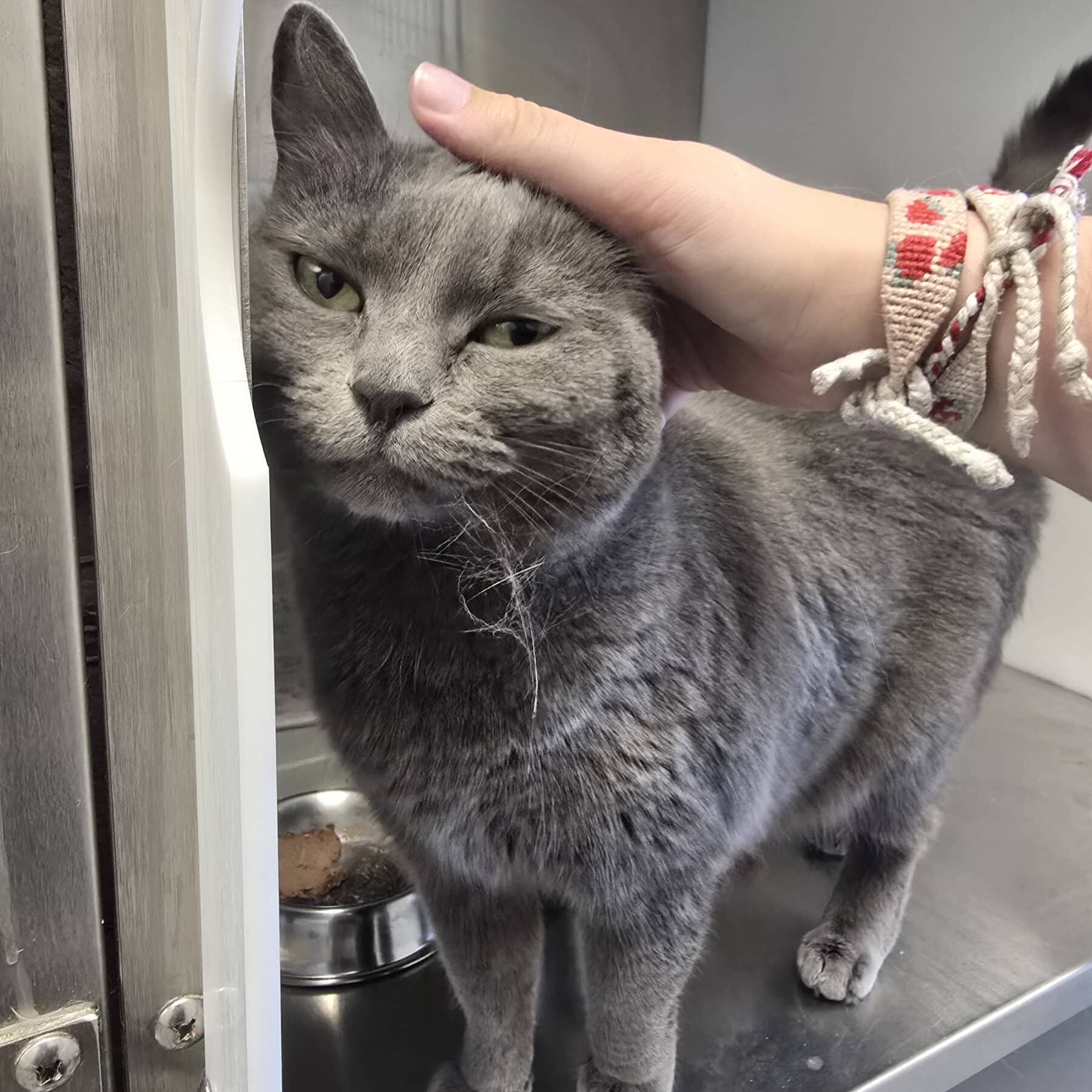 Cassio - Domestic available for adoption