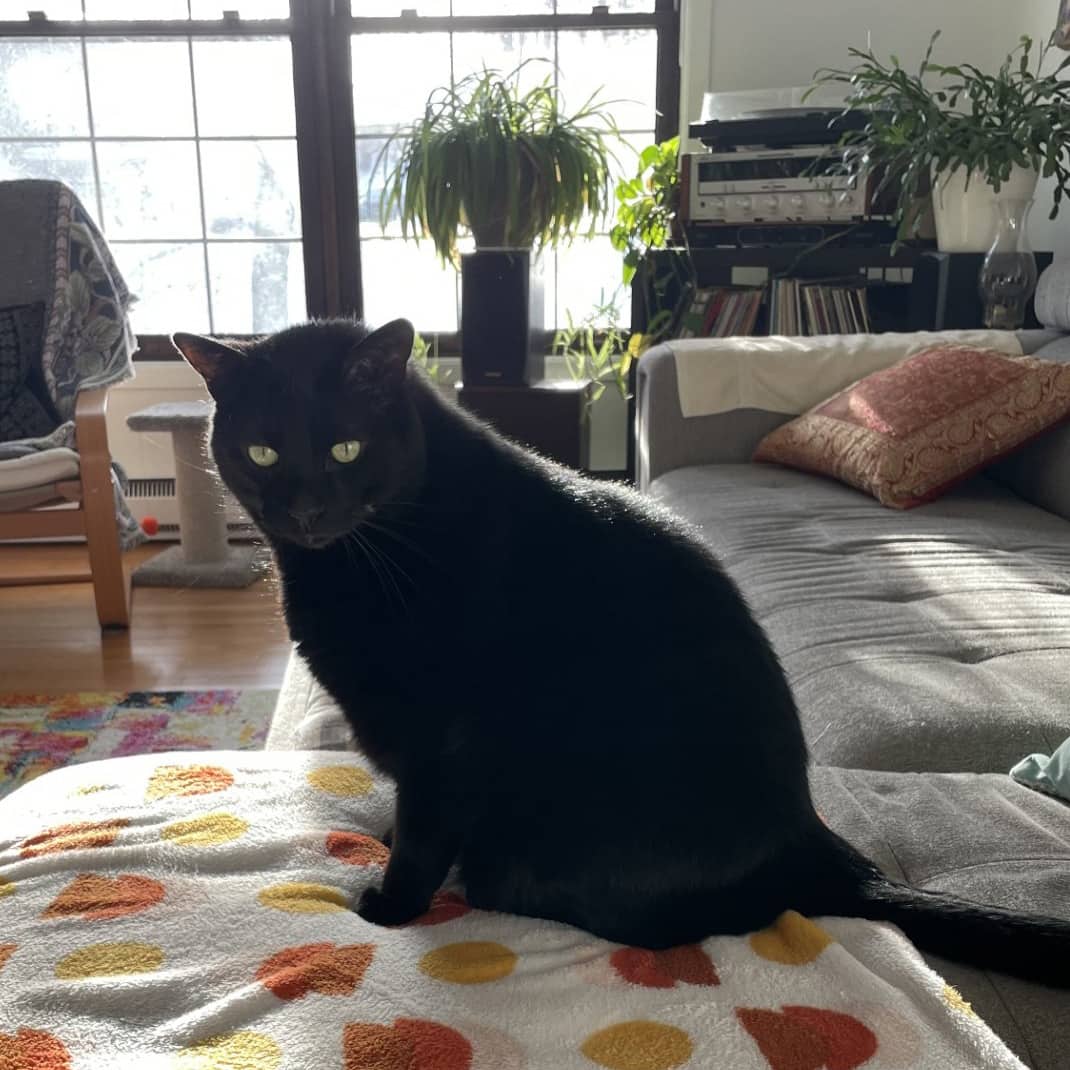 Osso - Domestic available for adoption