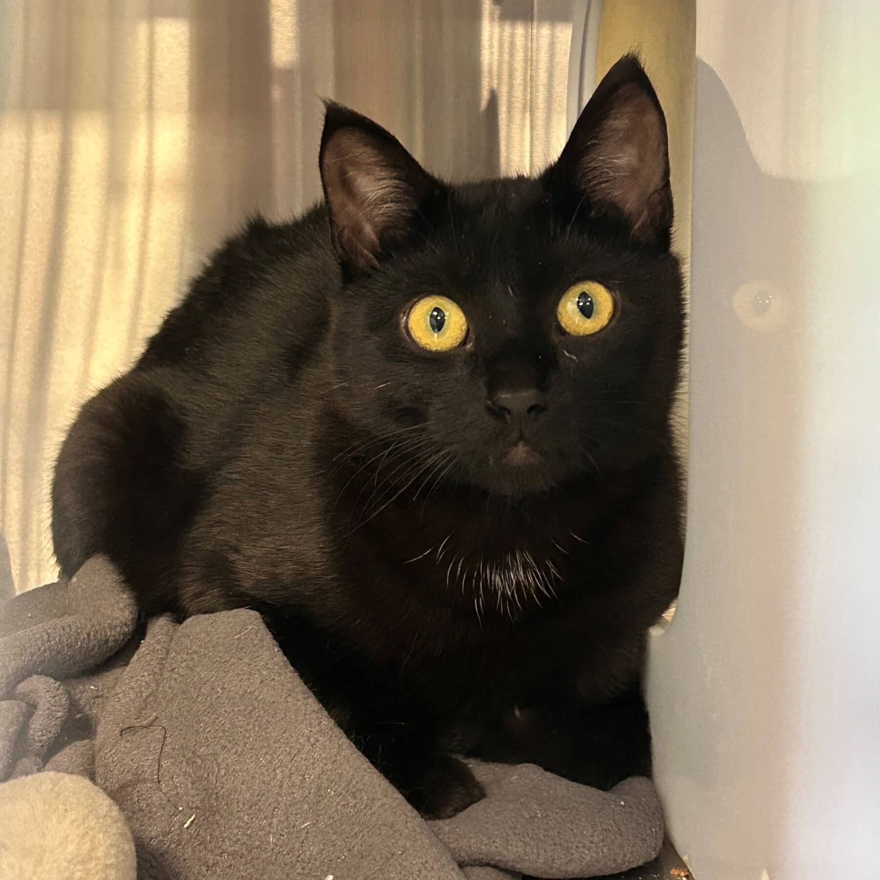 Achiles - Domestic available for adoption