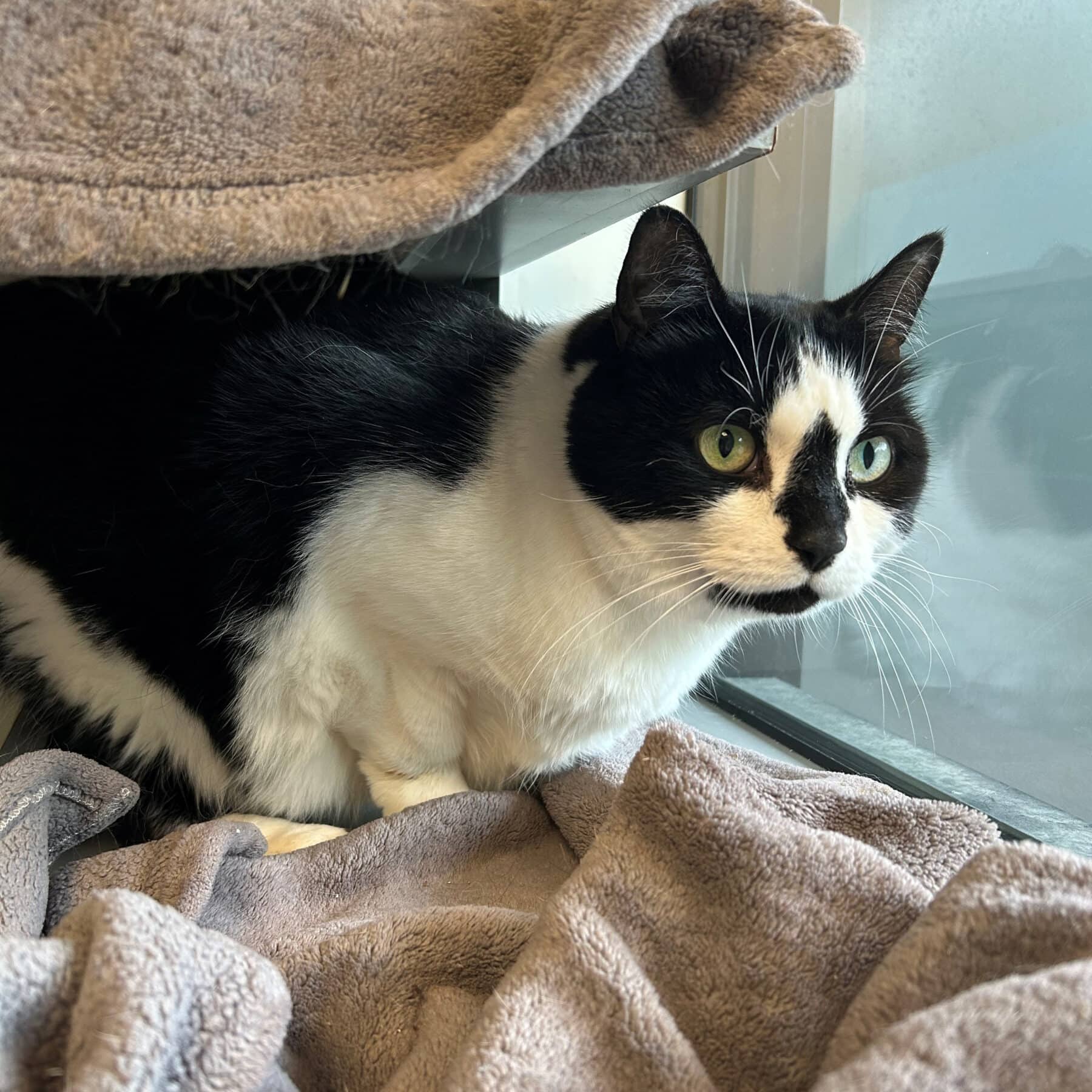 Ficelle - Domestic available for adoption