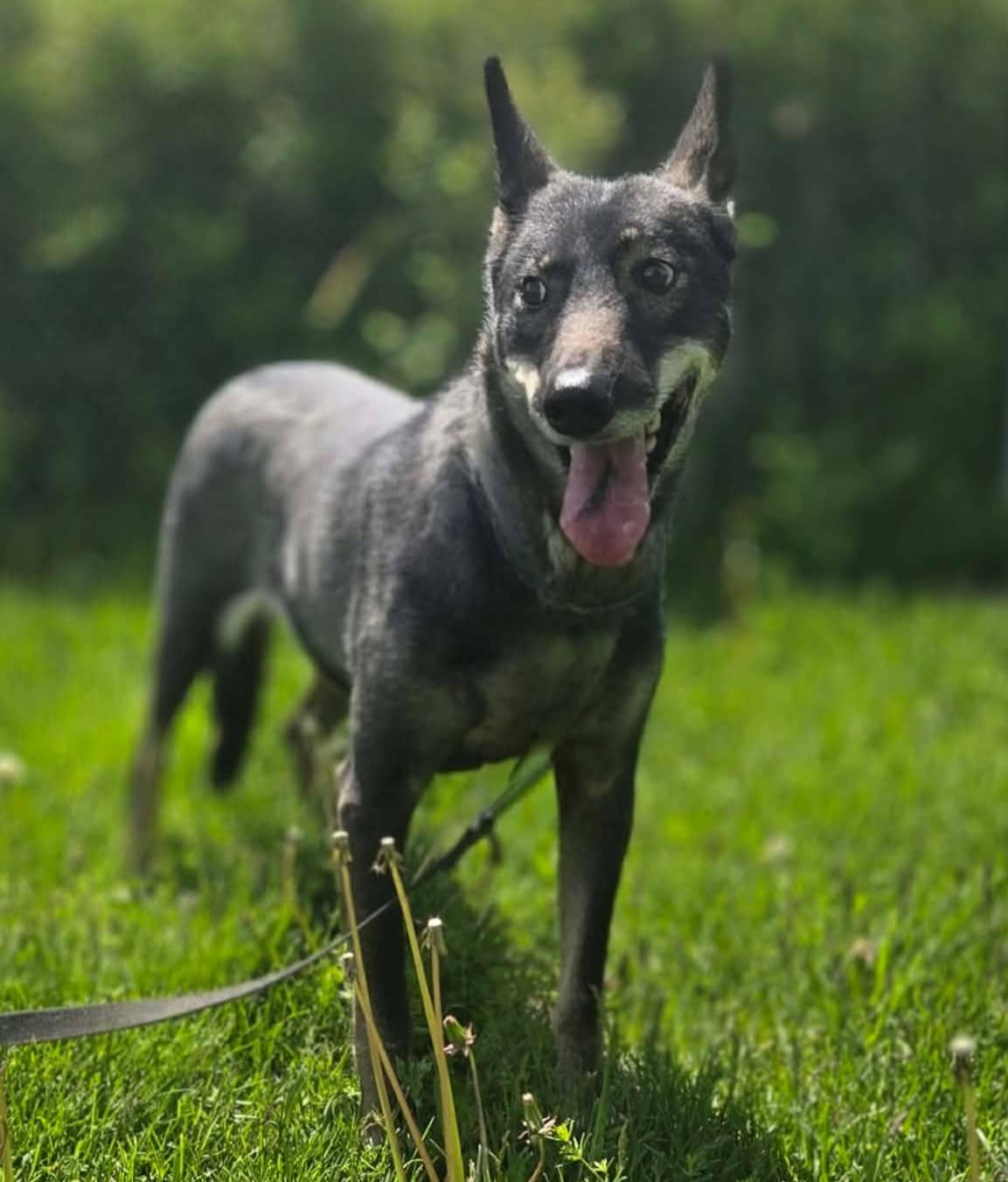 Freyja - Siberian Husky Mix available for adoption