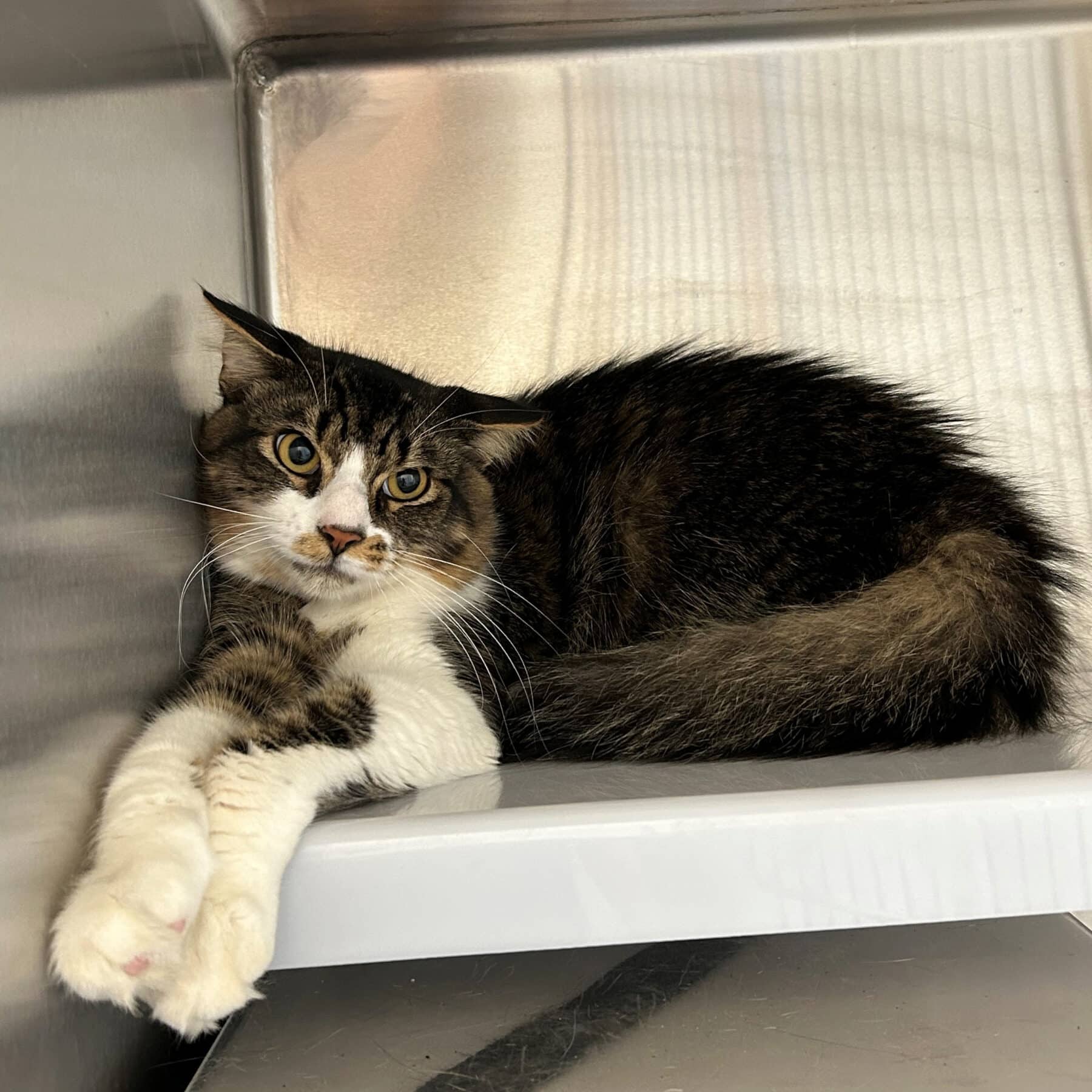 Morty - Domestic available for adoption