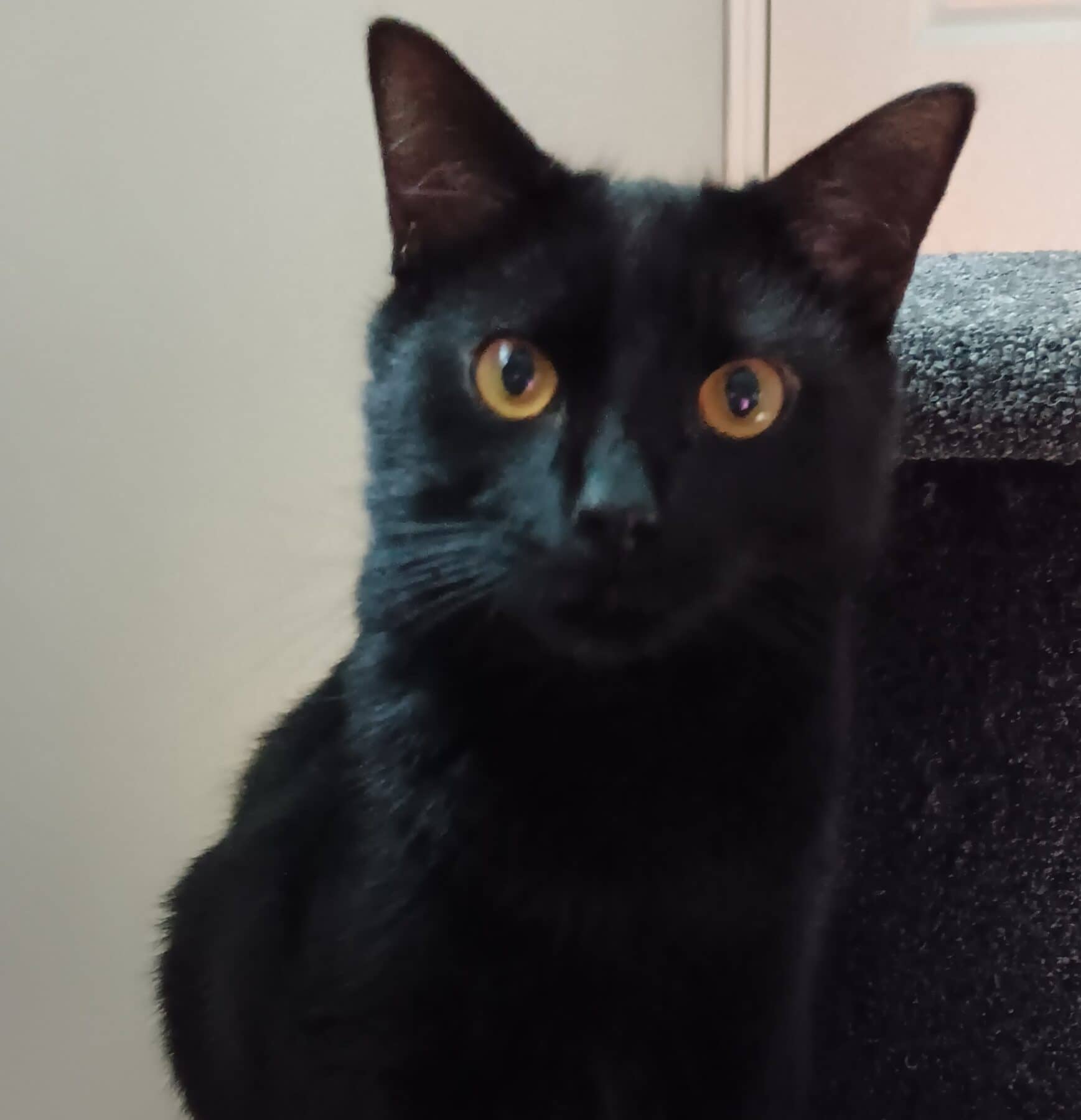 Pancetta - Domestic available for adoption