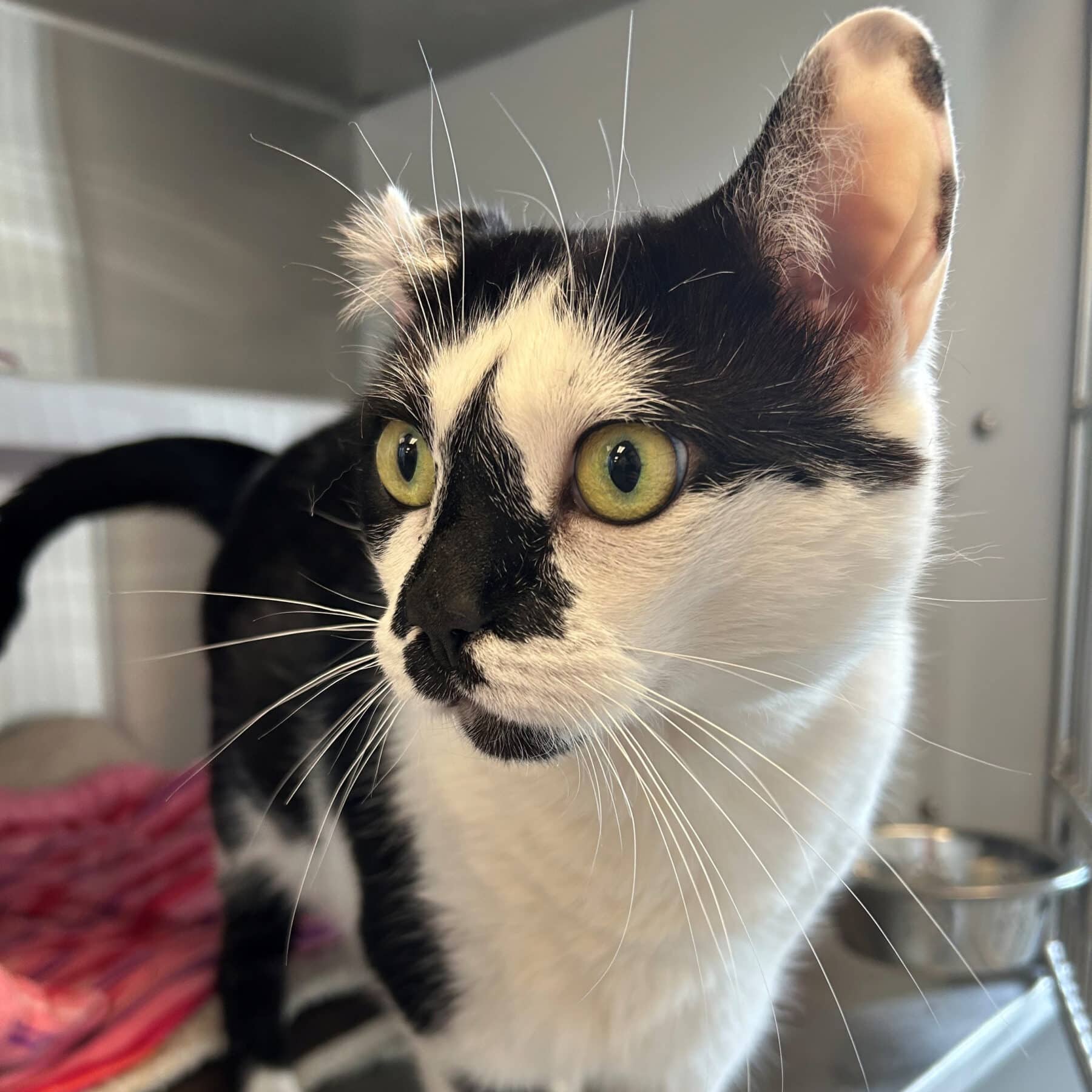 Trixie - Domestic available for adoption