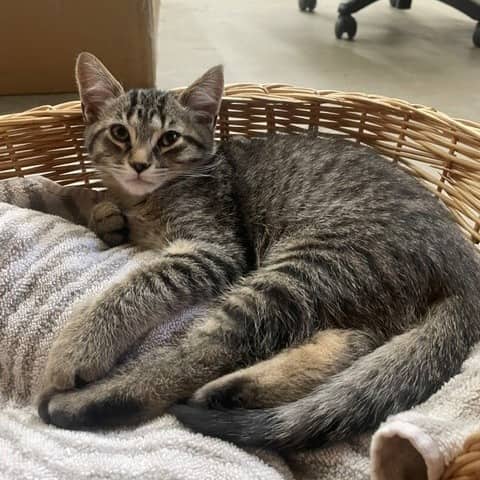 Alex - Domestic available for adoption