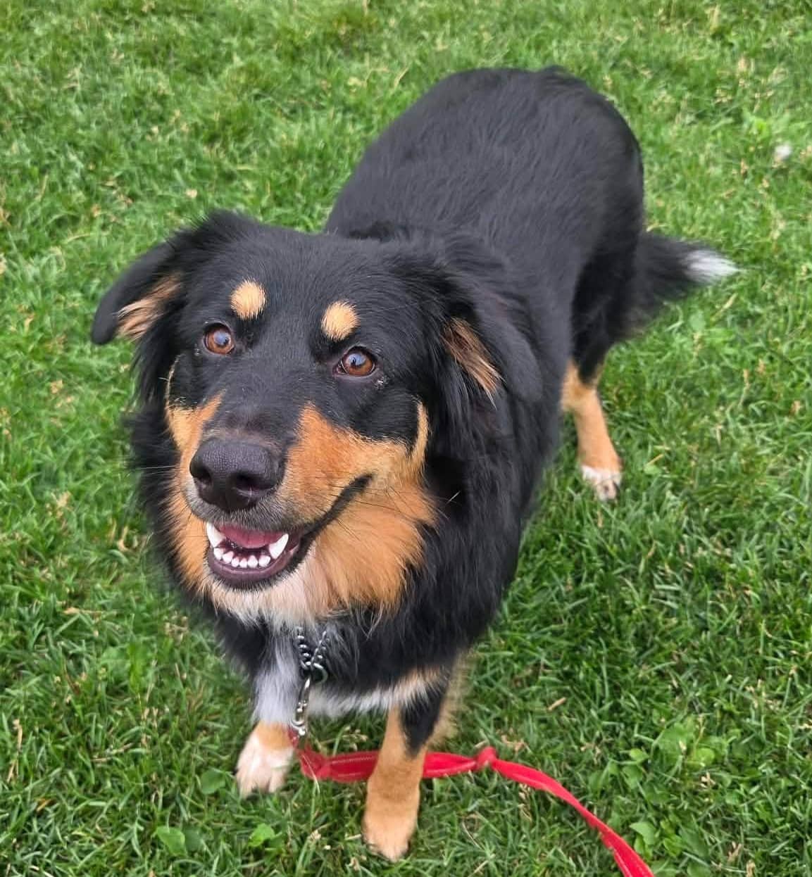Amanda - Mixed Breed available for adoption