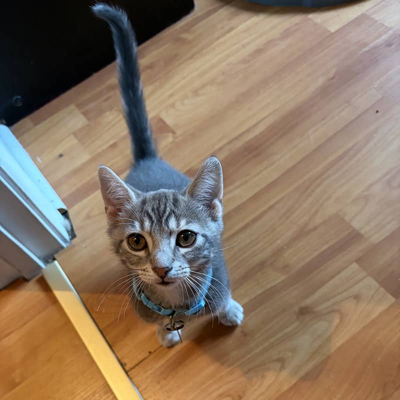 Ann-Fred - Domestic available for adoption