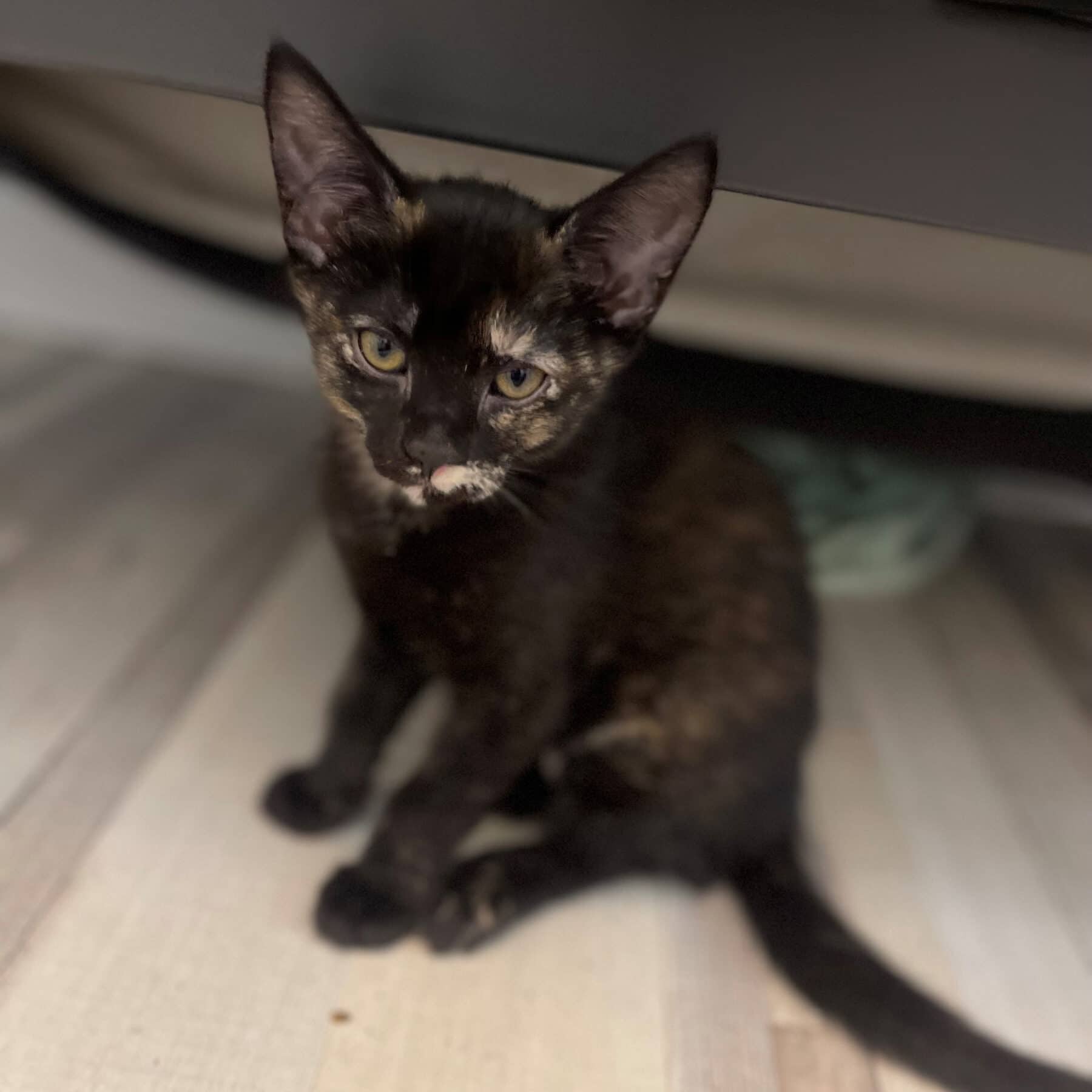Aquarelle - Domestic available for adoption