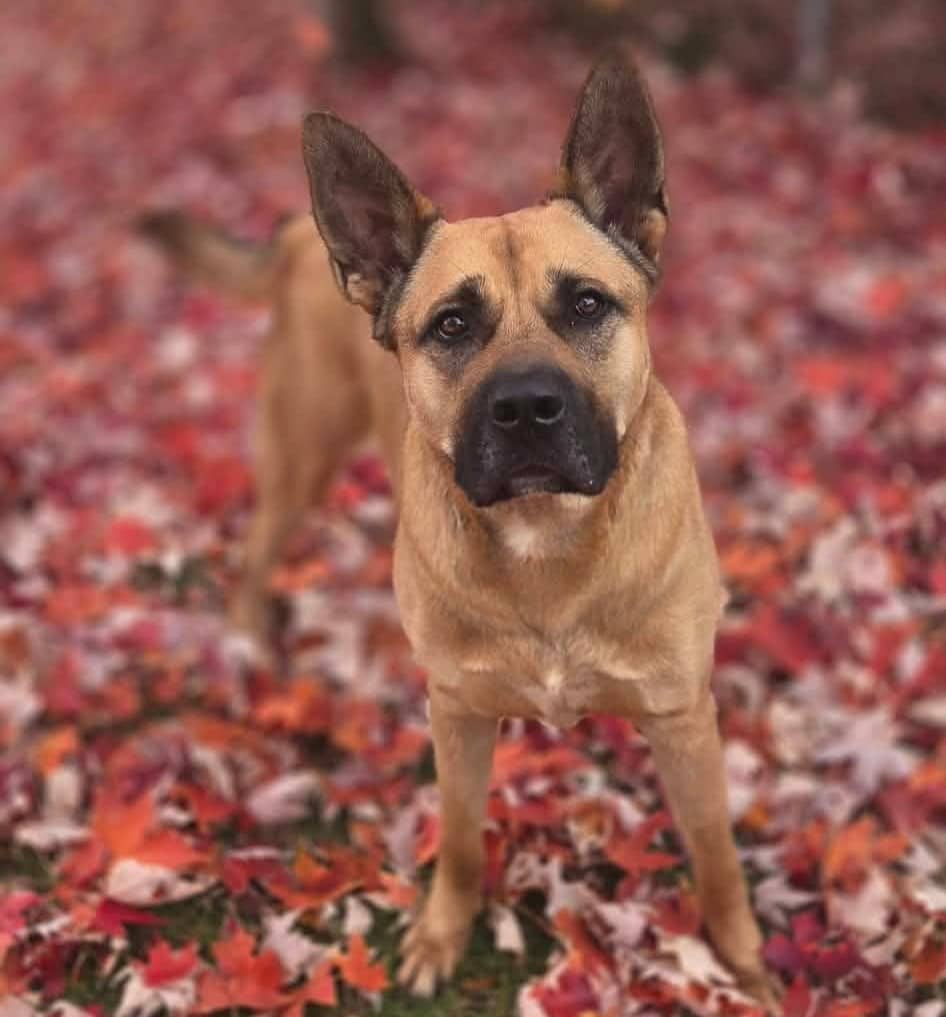 Babe - Mixed Breed available for adoption