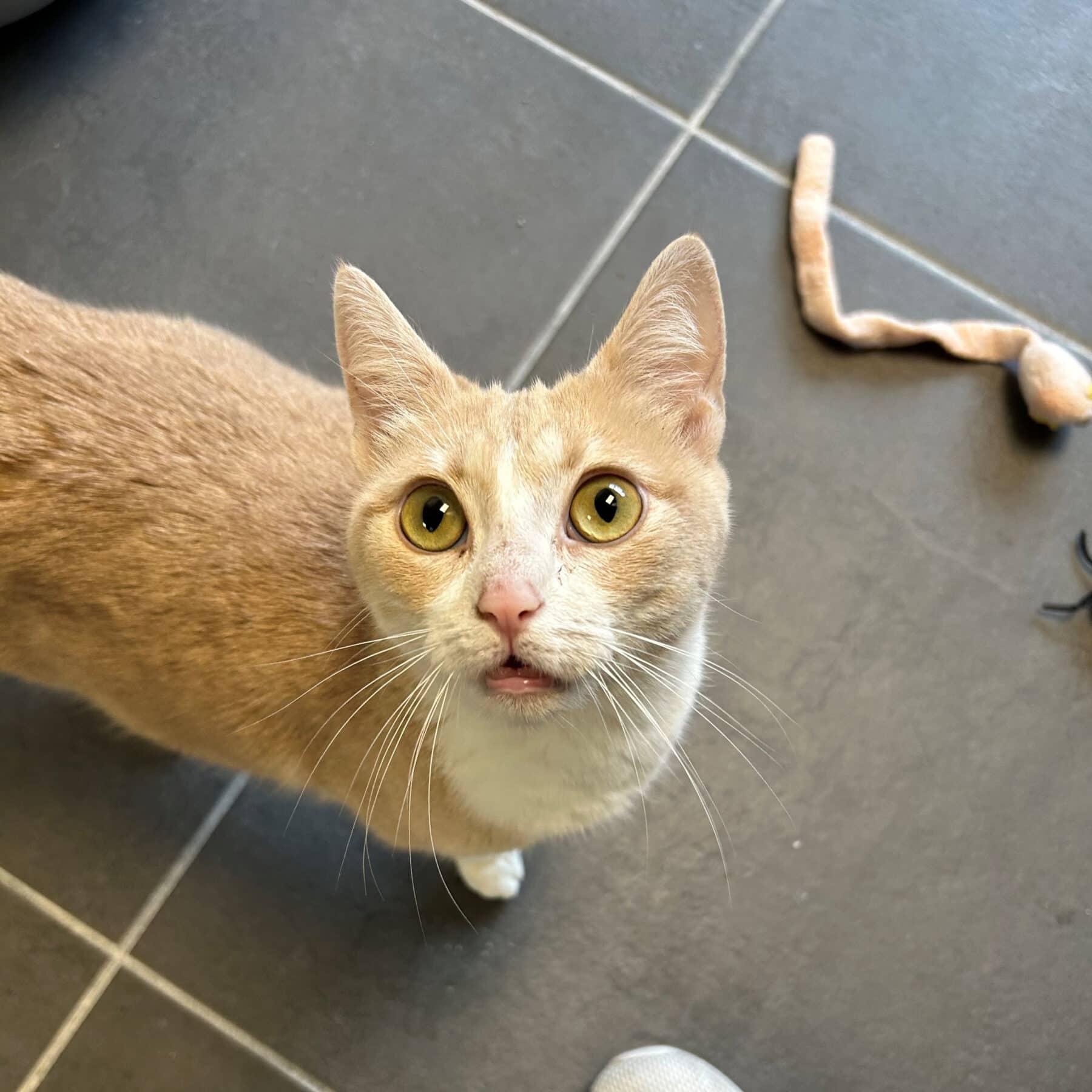 Bobine - Domestic available for adoption