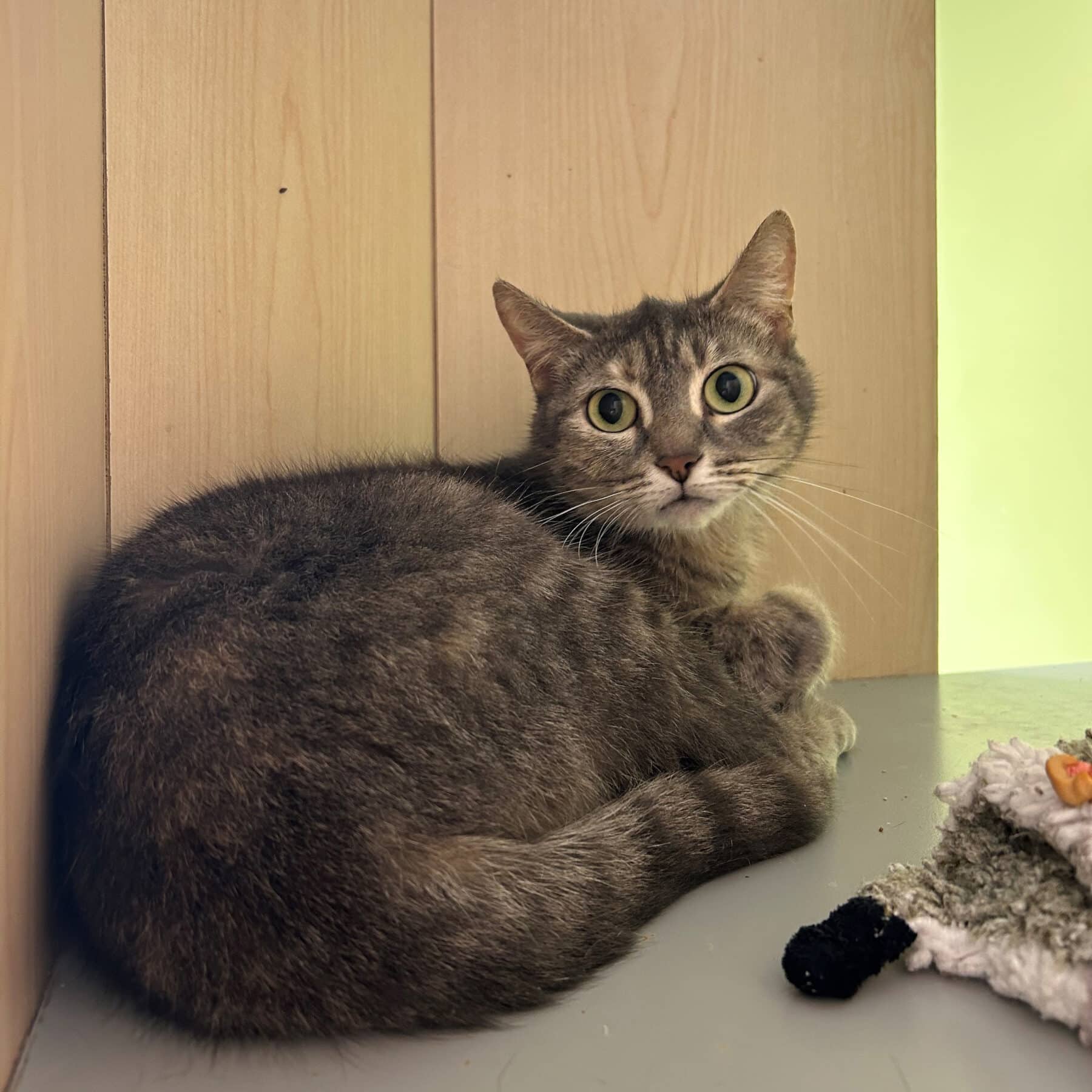 Bobinette - Domestic available for adoption