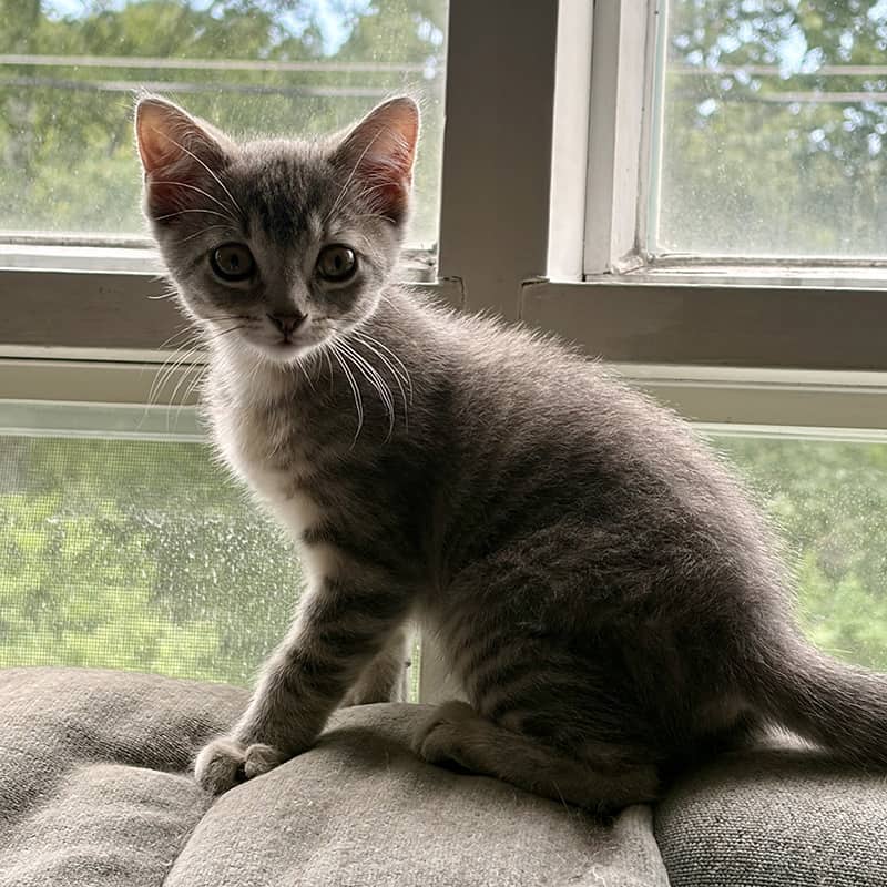 Caroline - Domestic available for adoption
