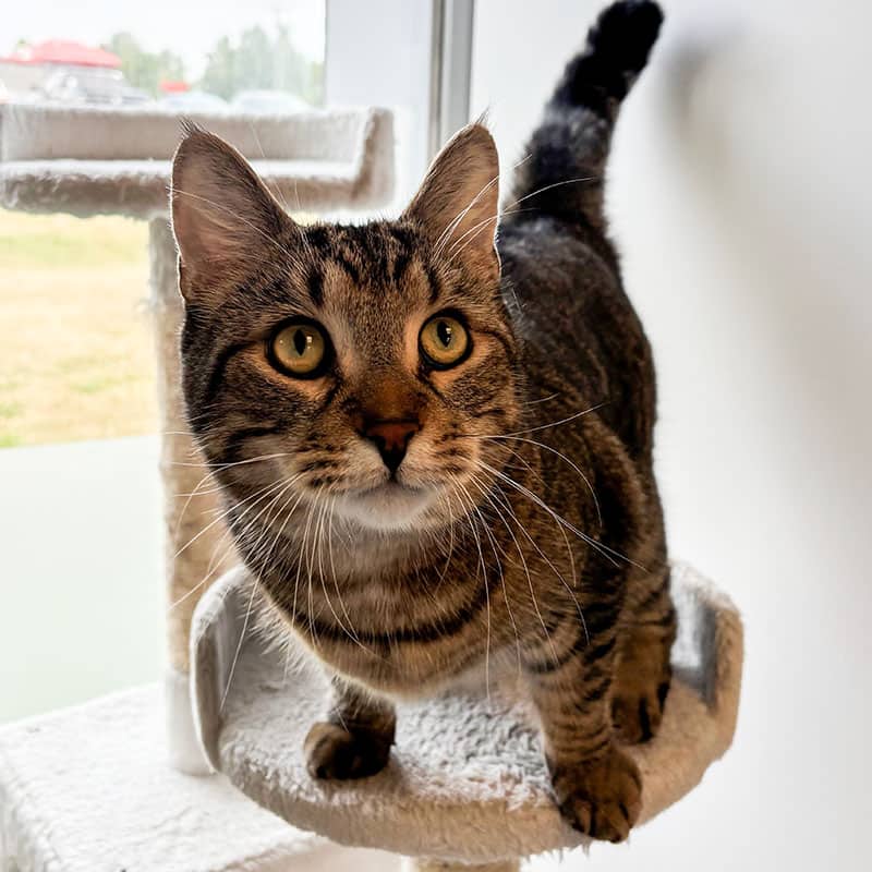 Chewie - Doemstique available for adoption