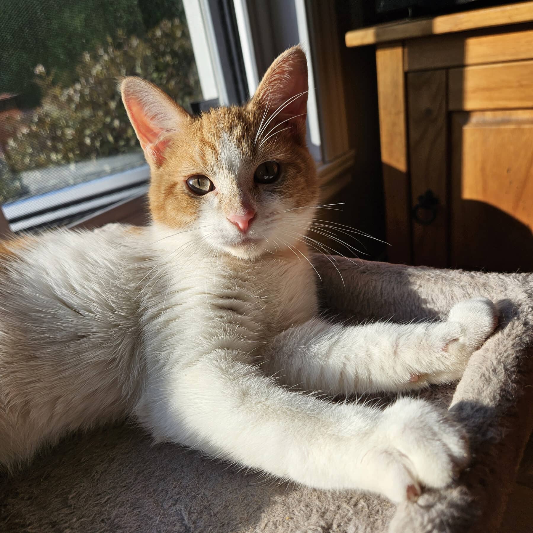 Coutou - Domestic available for adoption