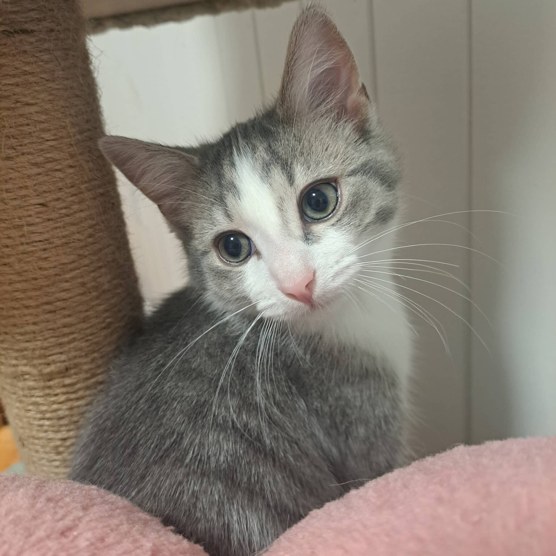 Édouard - Domestic available for adoption