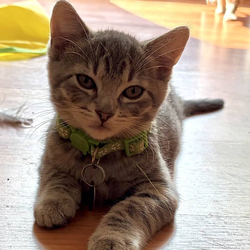 Émile - Domestic available for adoption