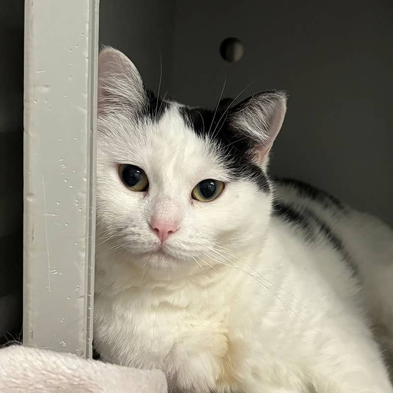 Fille - Domestic cat available for adoption at SPA de l'Estrie in Sherbrooke