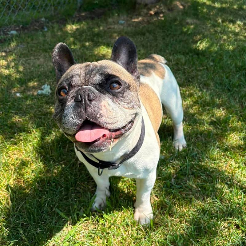 Gustave - French Bulldog available for adoption