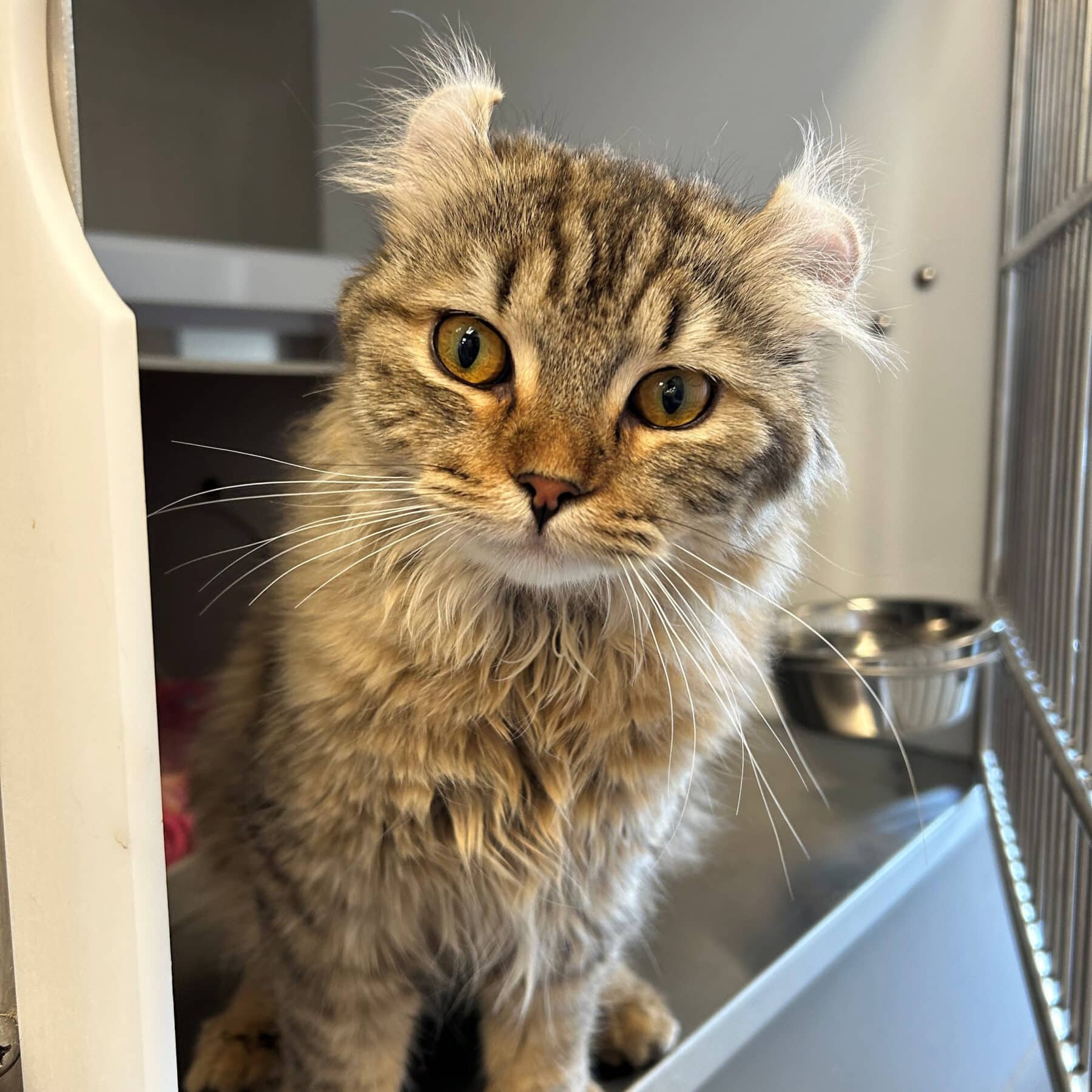 Hutson - Highland Lynx available for adoption