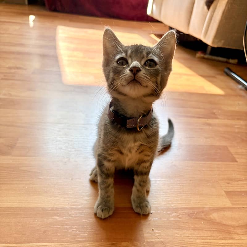 Jasmin - Domestic available for adoption