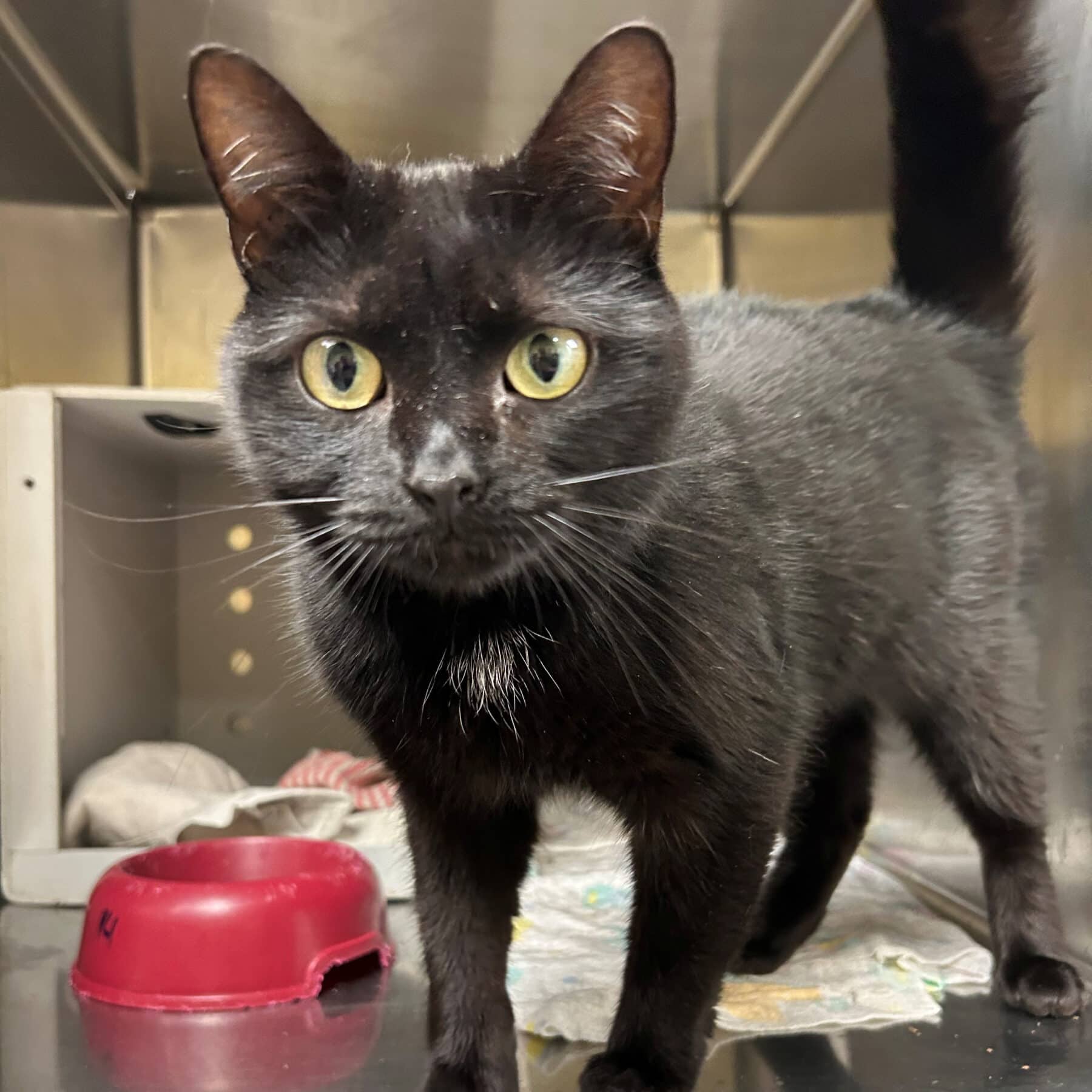 Joséphine - Domestic available for adoption