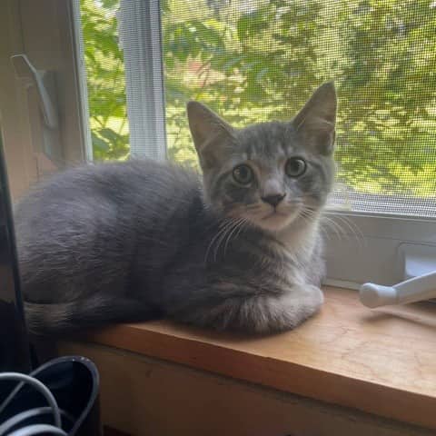 Léonie - Domestic available for adoption