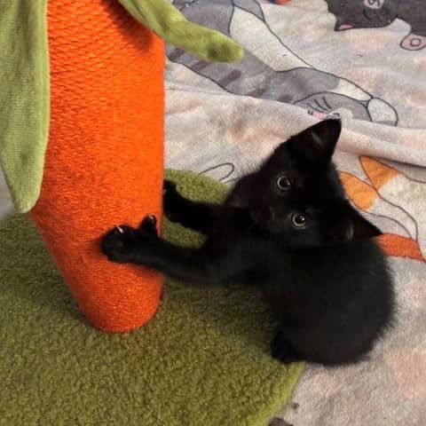 Lisa - Domestic available for adoption