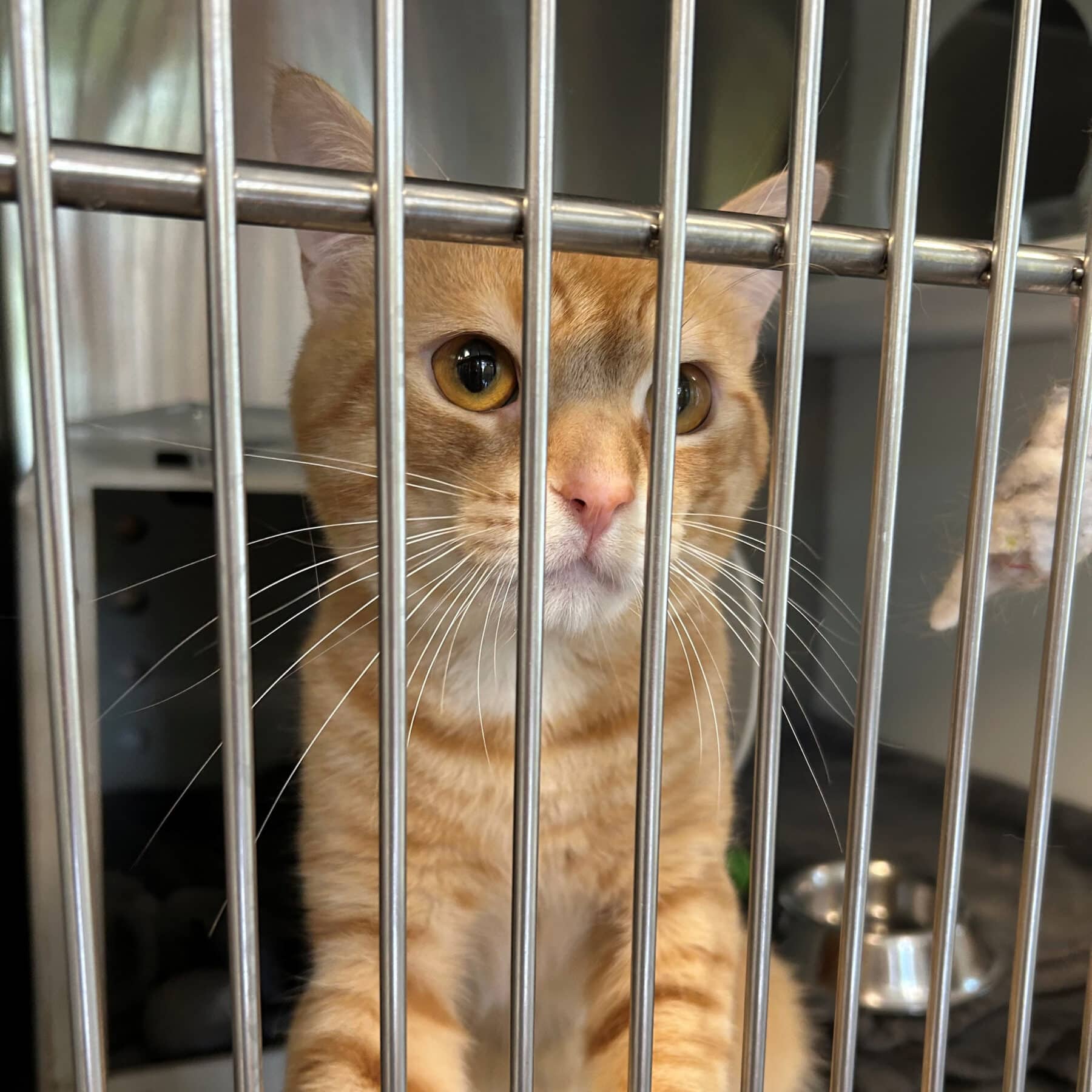 Little Guy - Domestic available for adoption