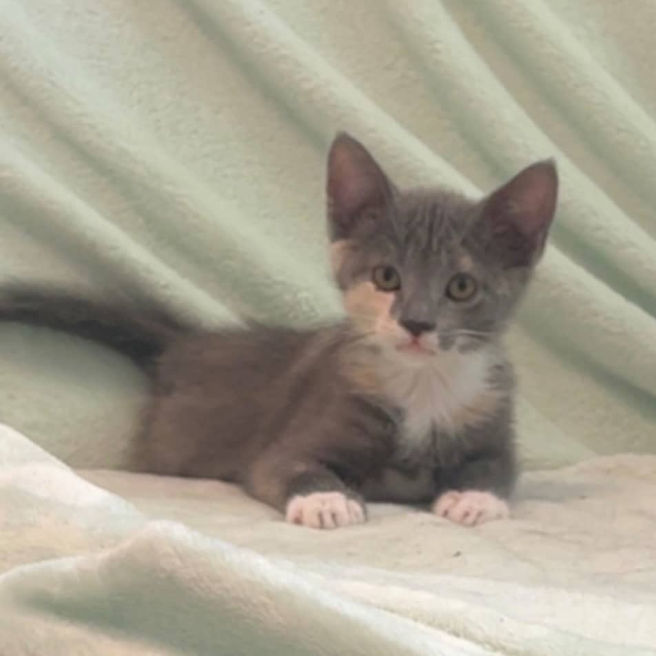 Lumi - Domestic available for adoption