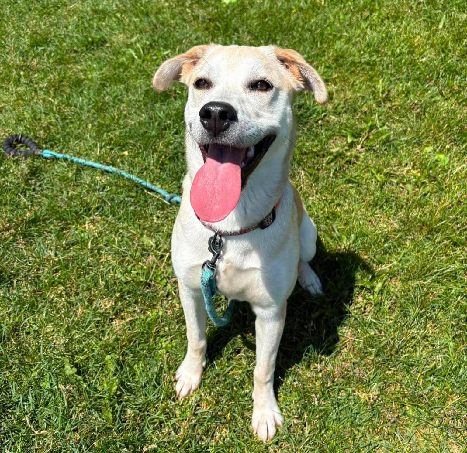 Mango - Mixed Breed available for adoption