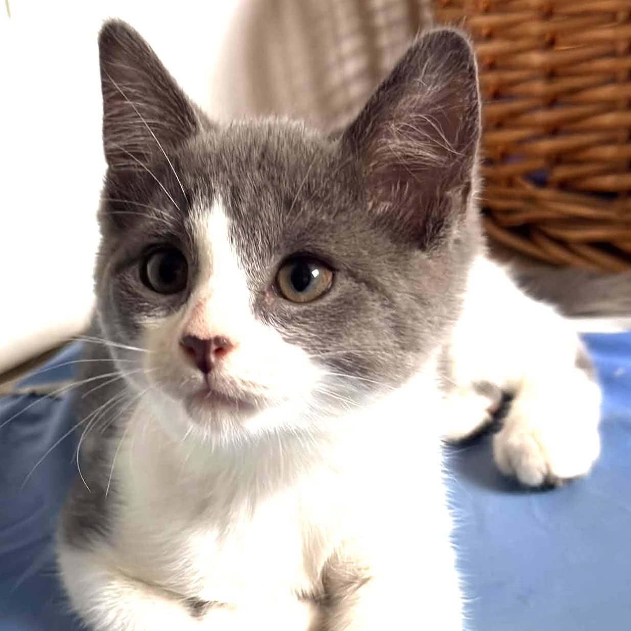 Mangue - Domestic available for adoption