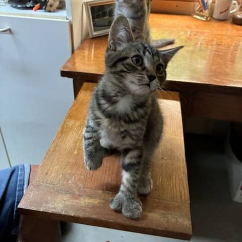 Marika - Domestic available for adoption