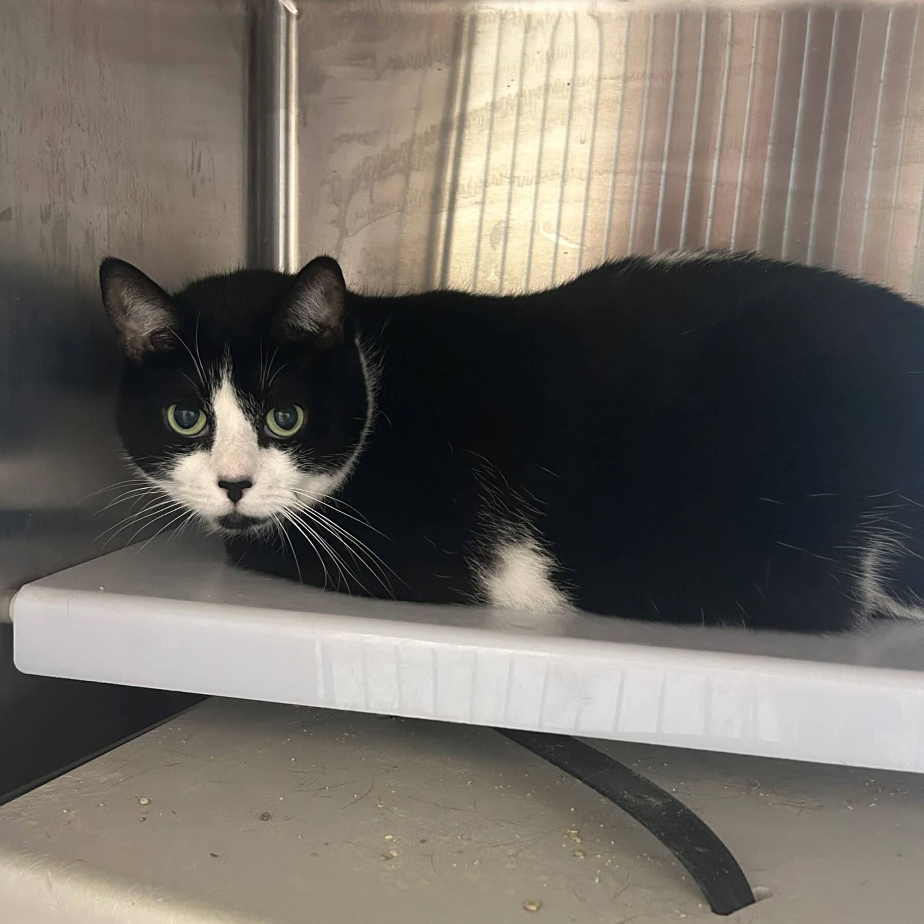 Melina - Domestic available for adoption