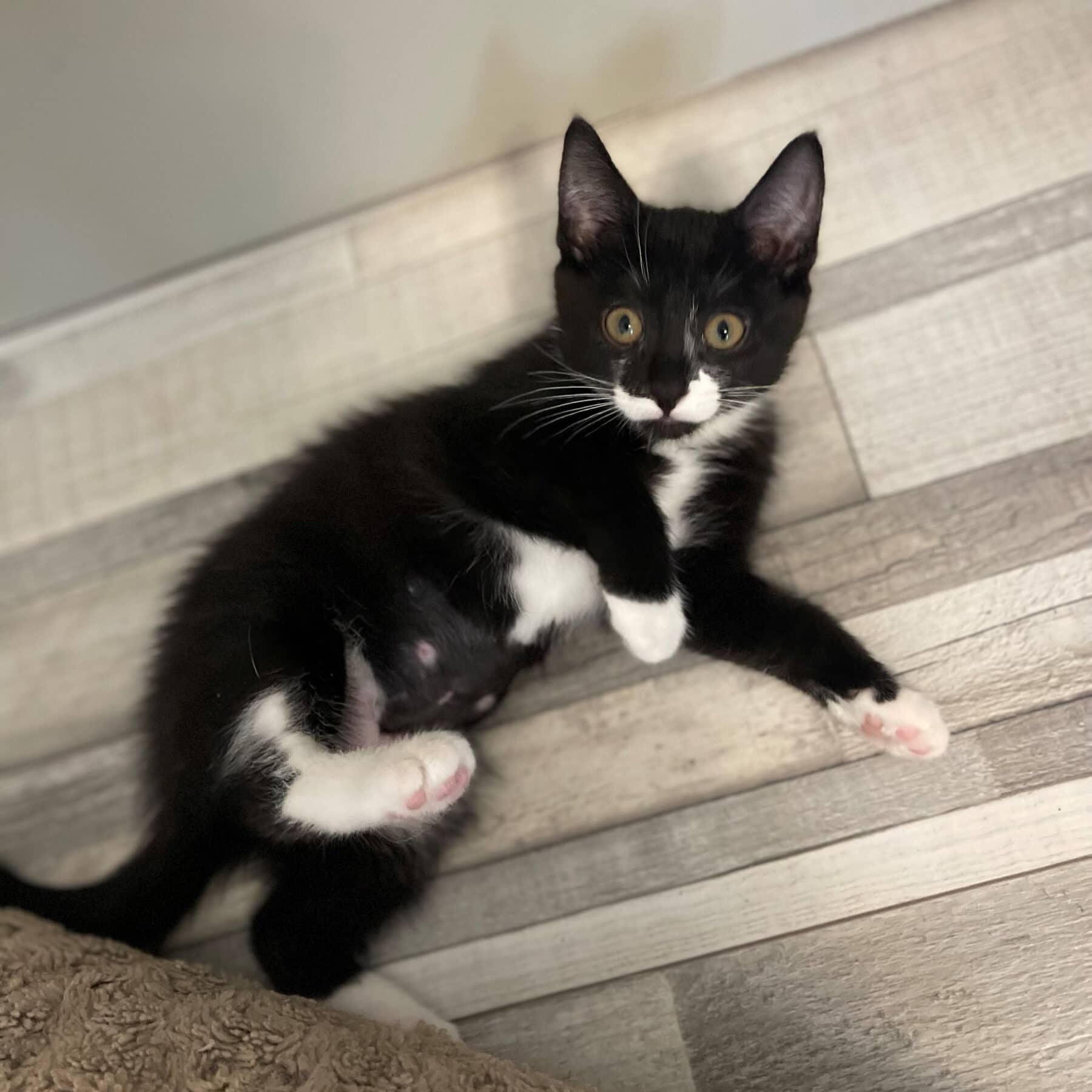 Nova - Domestic available for adoption