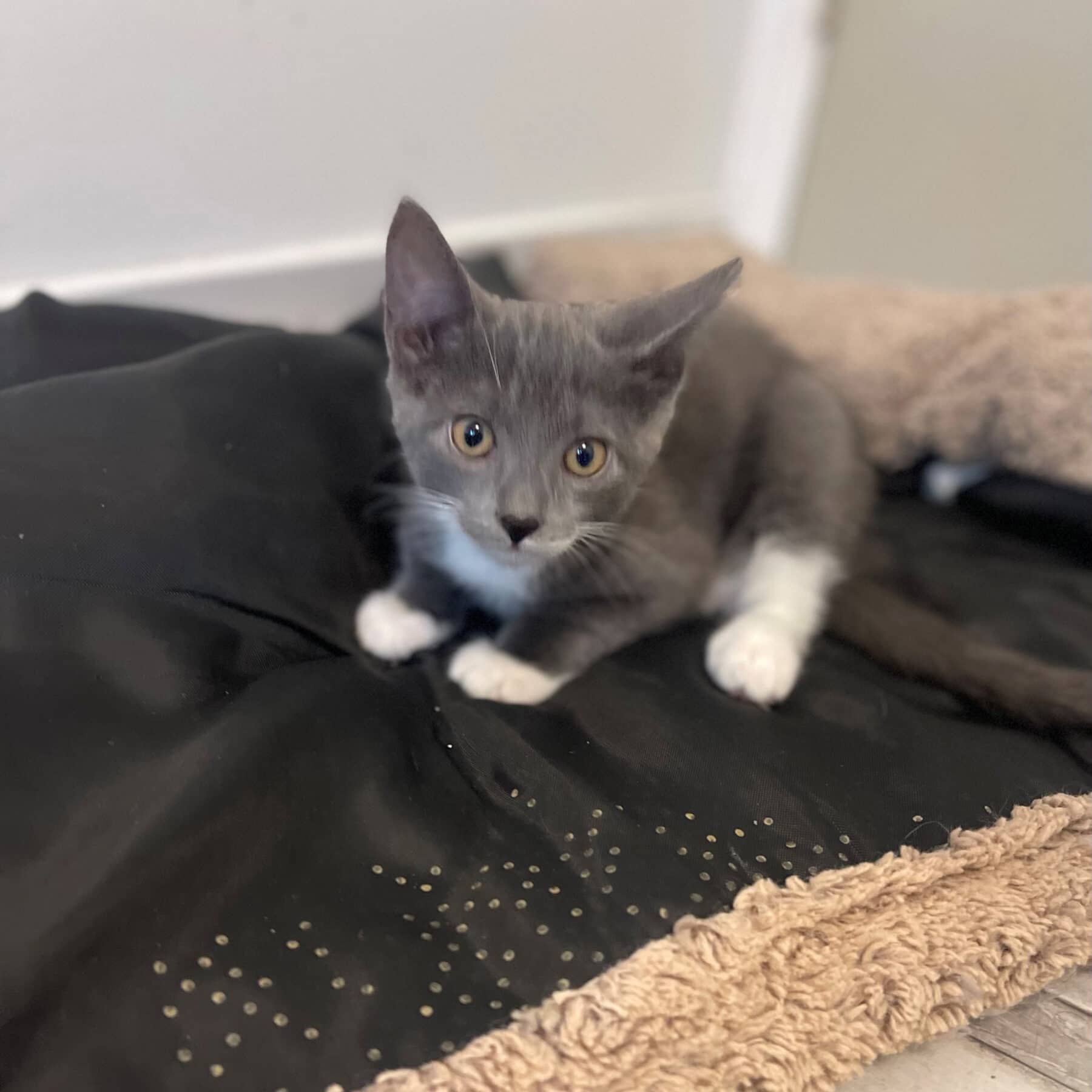 Pastel - Domestic available for adoption